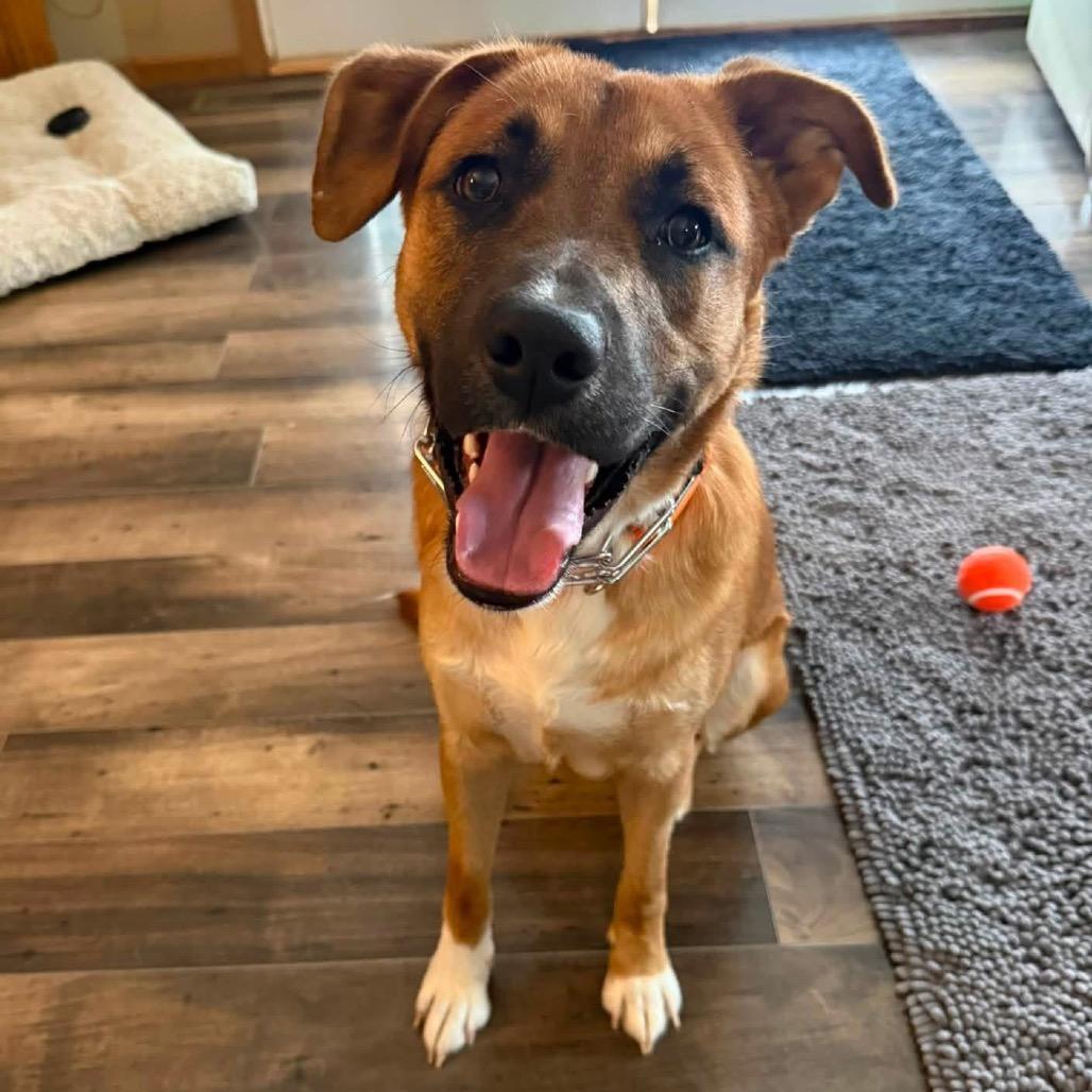 Graham, Adoptable, Young Male German Shepherd Dog.
