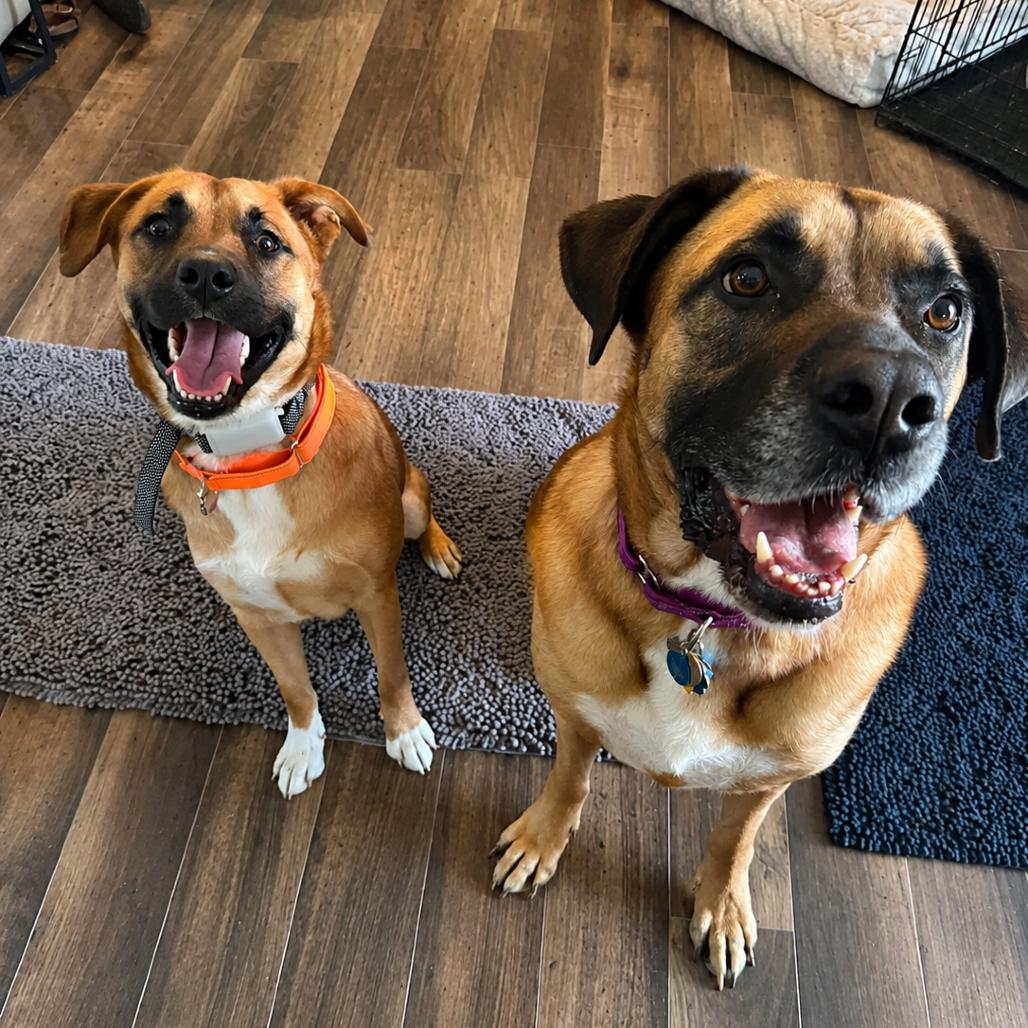 Enlarge Graham, a Adoptable mixed breed in Columbus, OH image 4/5