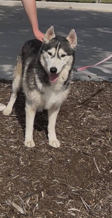 Enlarge Misty, a Adoptable Siberian Husky in Jersey City, NJ image 5/6