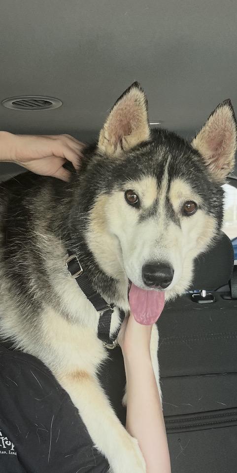 Misty, Adoptable, Adult Female Siberian Husky.