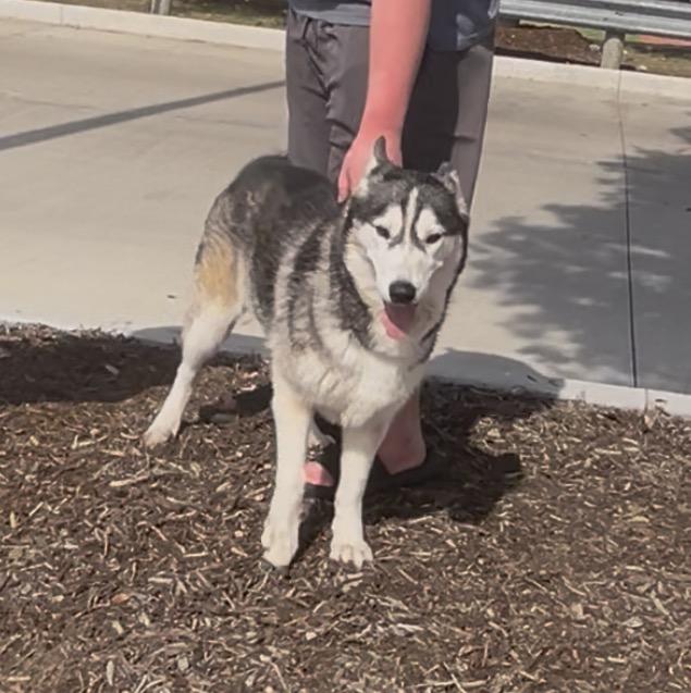 Enlarge Misty, a Adoptable Siberian Husky in Jersey City, NJ image 4/6
