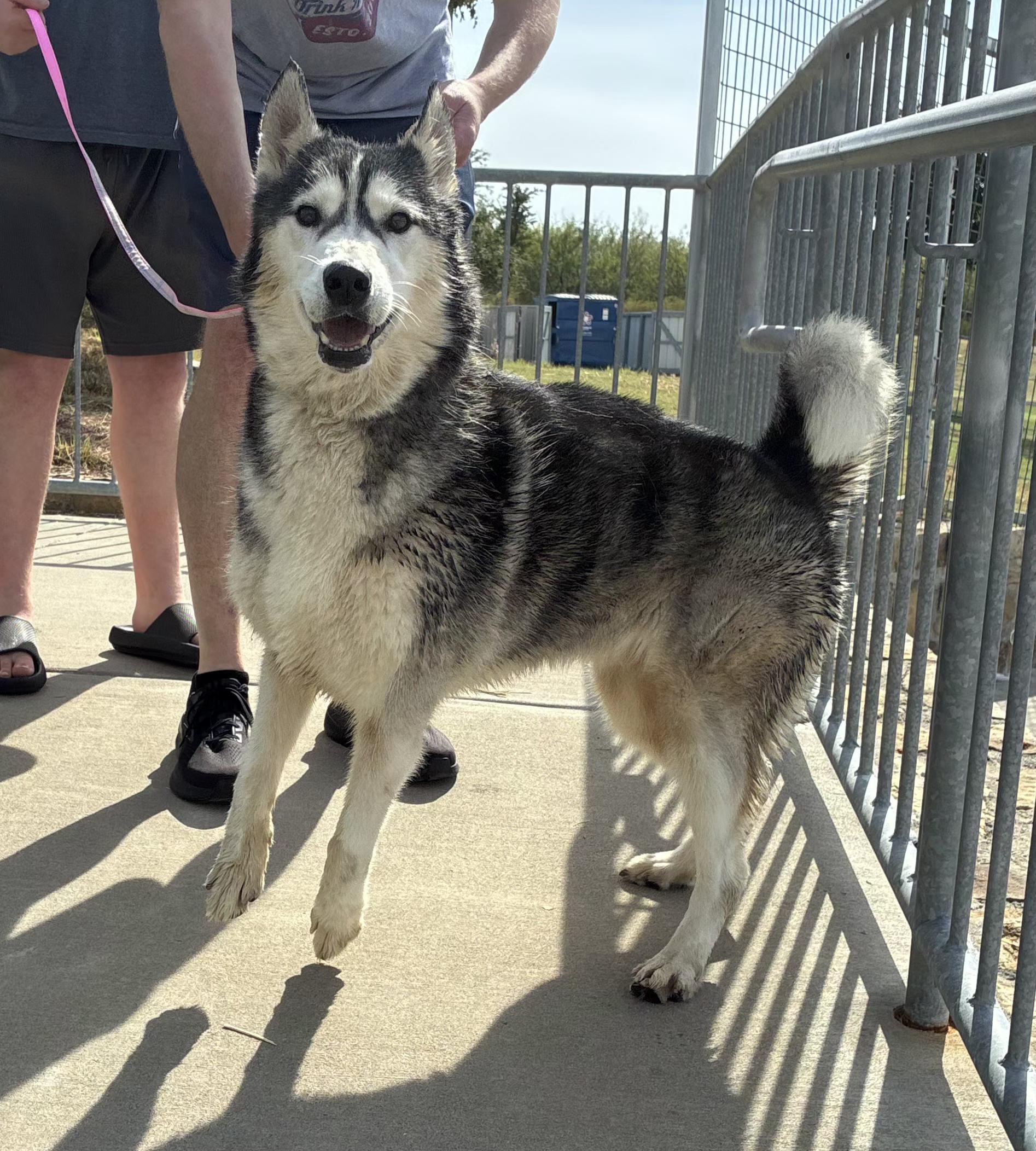 Enlarge Misty, a Adoptable Siberian Husky in Jersey City, NJ image 2/6