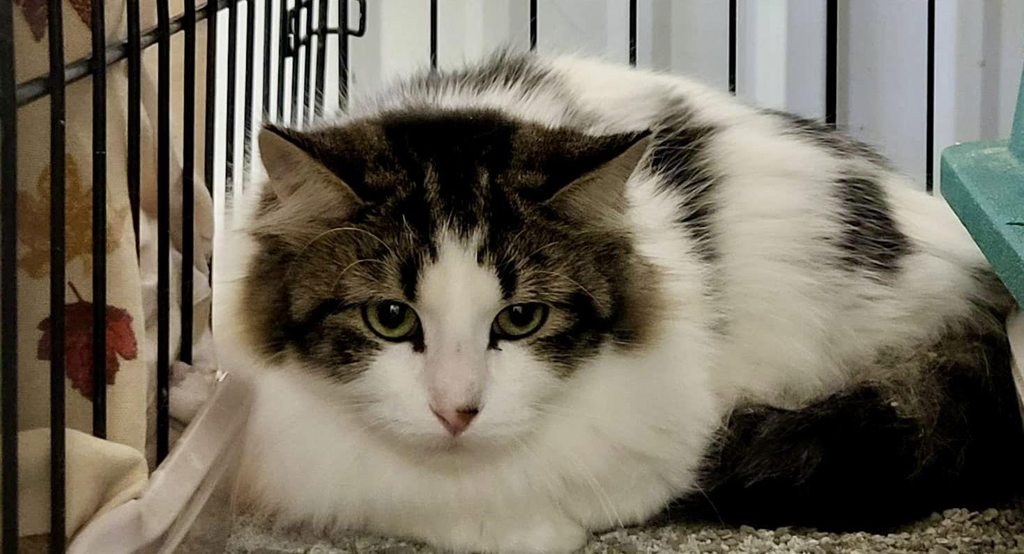 Jane "John" Adams — thumbnail 2