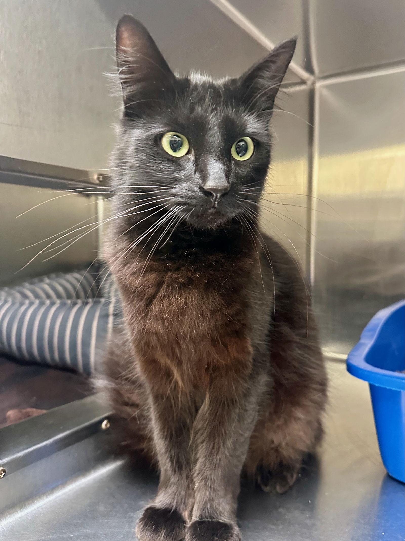 Enlarge Loki, a Adopted Domestic Medium Hair in Oakland, CA image 1/1