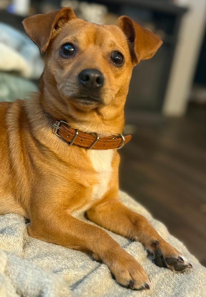 Enlarge Joey, a Adopted Chihuahua in Waynesville, GA image 1/1