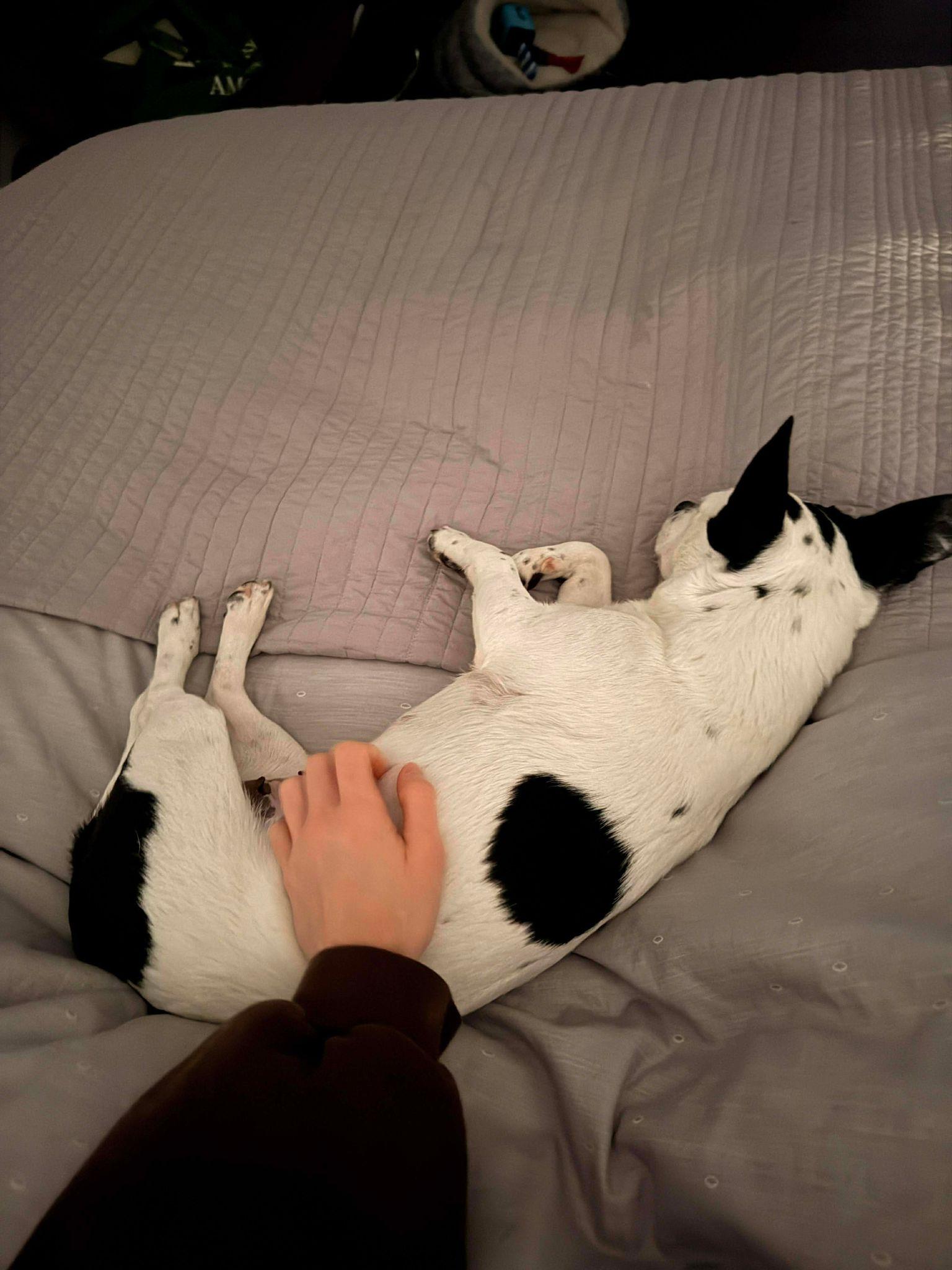 Enlarge Citrine, a Adoptable mixed breed in Yonkers, NY image 2/6