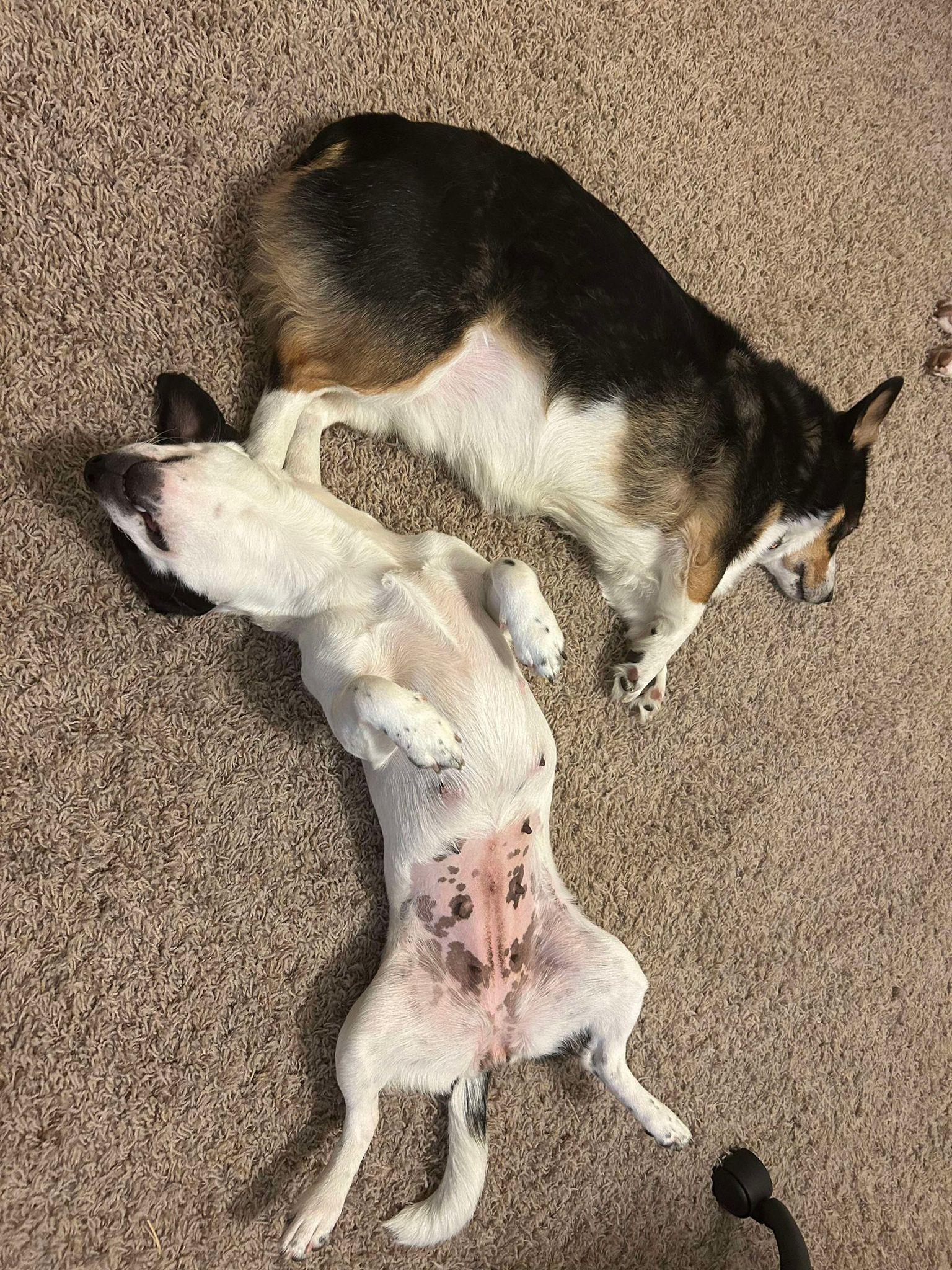 Enlarge Citrine, a Adoptable mixed breed in Yonkers, NY image 3/6