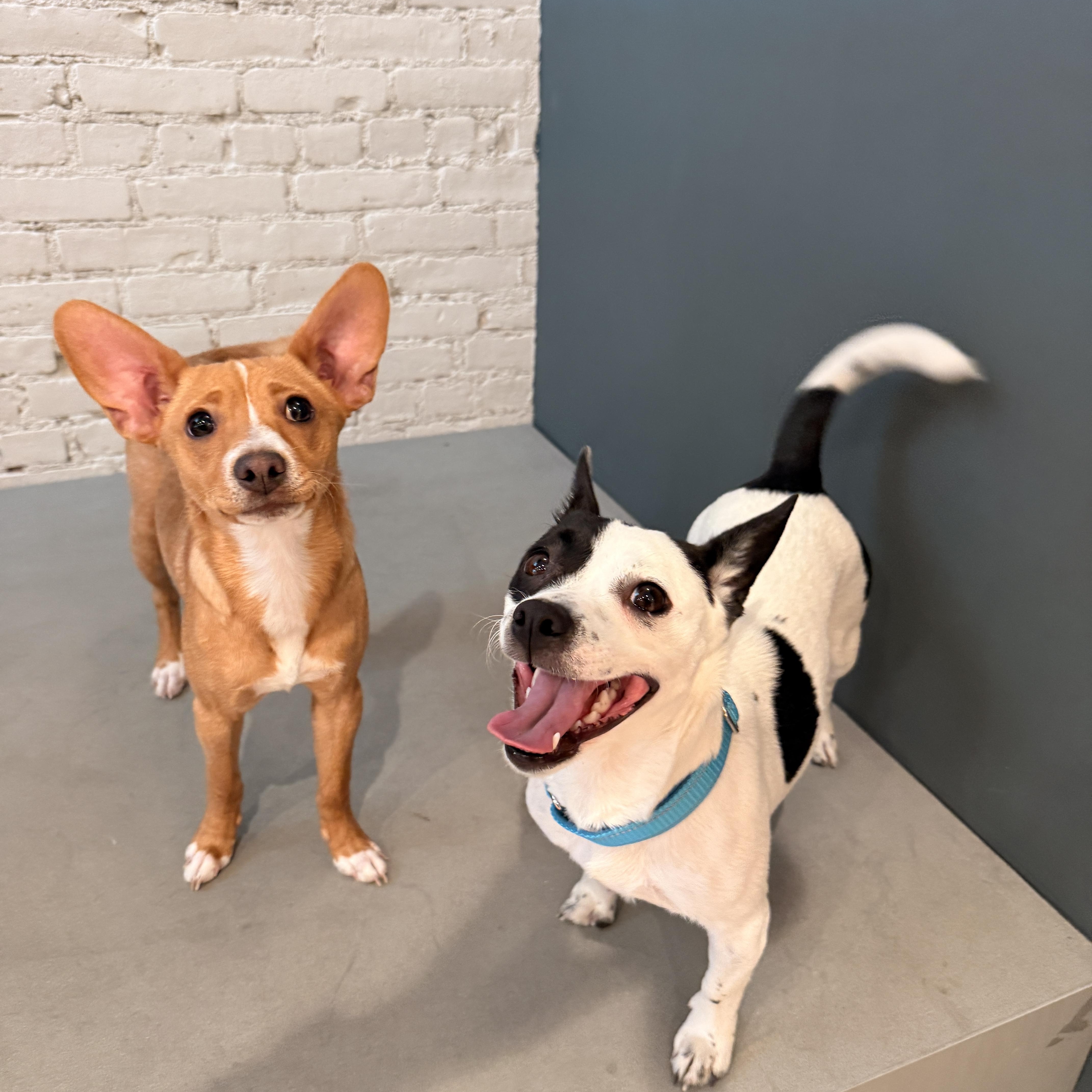 Enlarge Citrine, an adoptable mixed breed in Yonkers, NY image 5/6