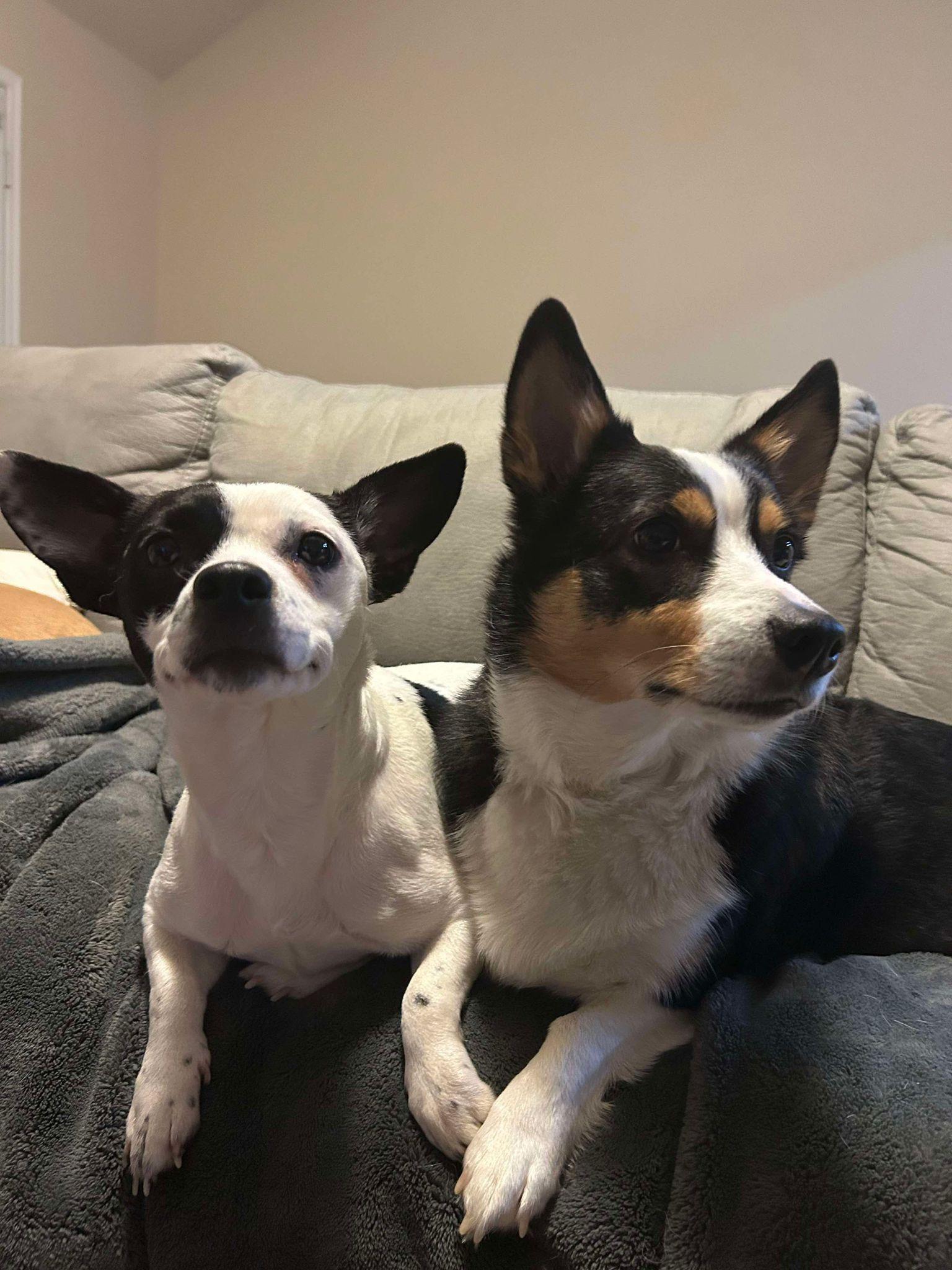 Enlarge Citrine, a Adoptable mixed breed in Yonkers, NY image 4/6