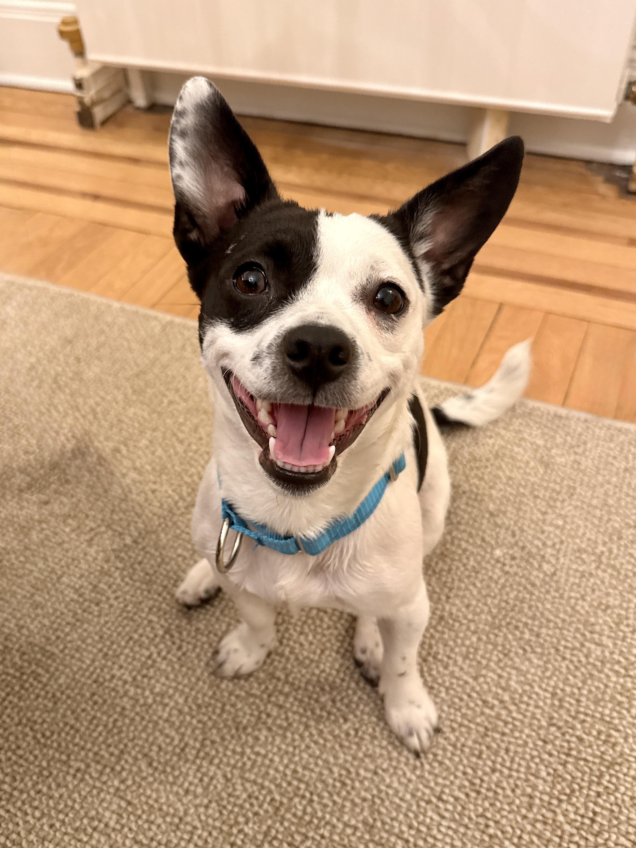 Enlarge Citrine, an adoptable mixed breed in Yonkers, NY image 6/6