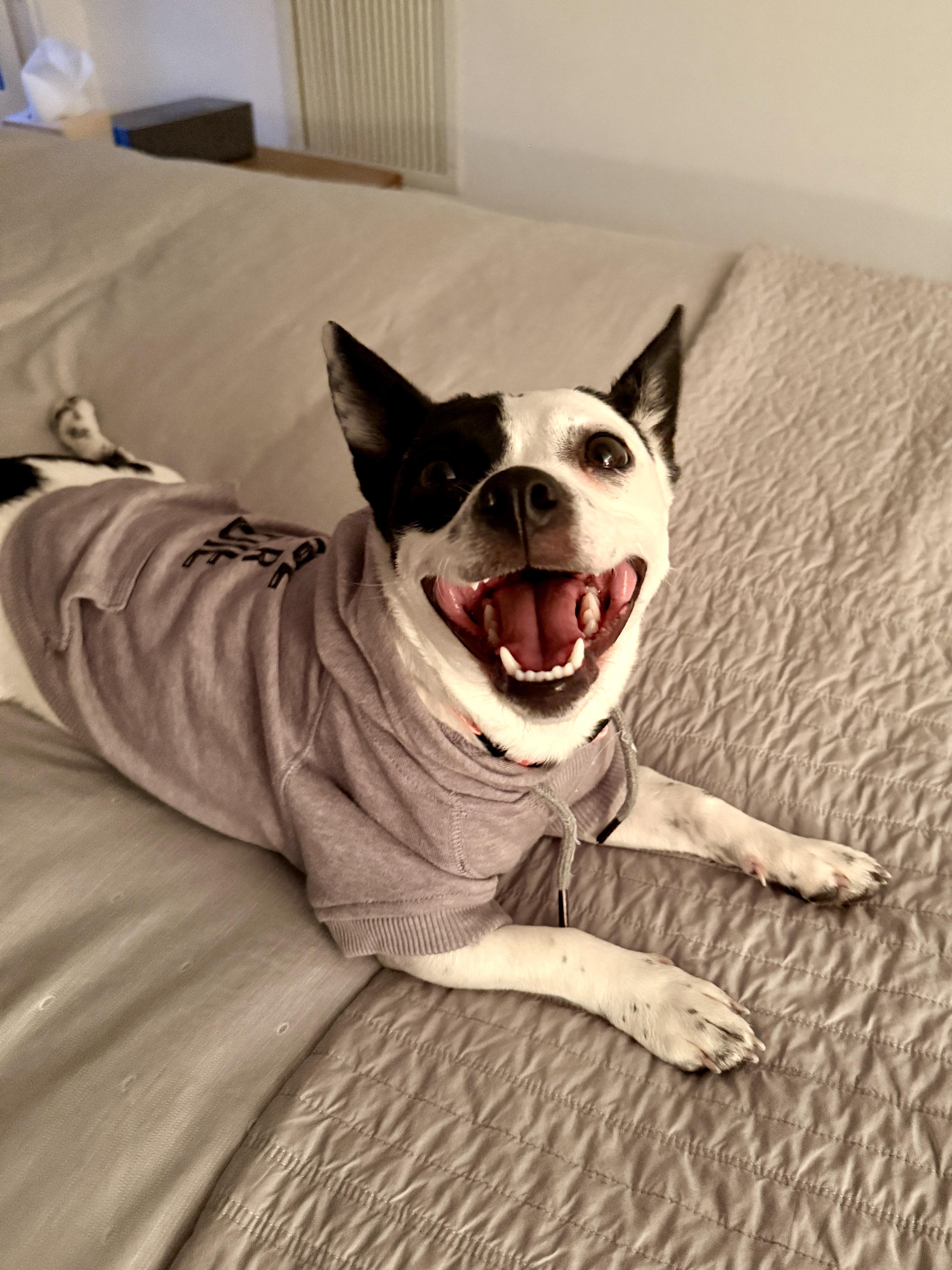 Enlarge Citrine, an adoptable mixed breed in Yonkers, NY image 3/6