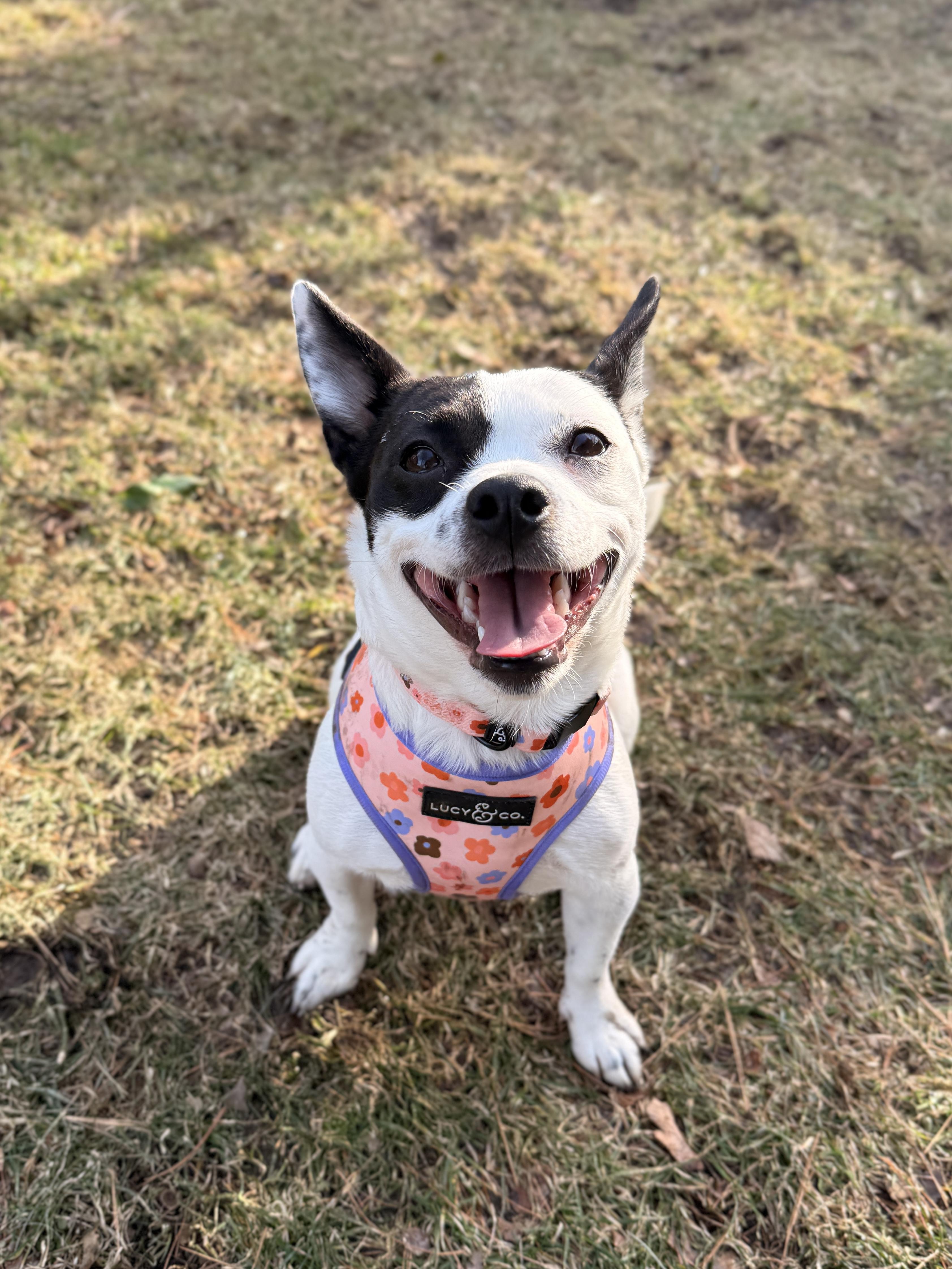 Enlarge Citrine, an adoptable mixed breed in Yonkers, NY image 4/6