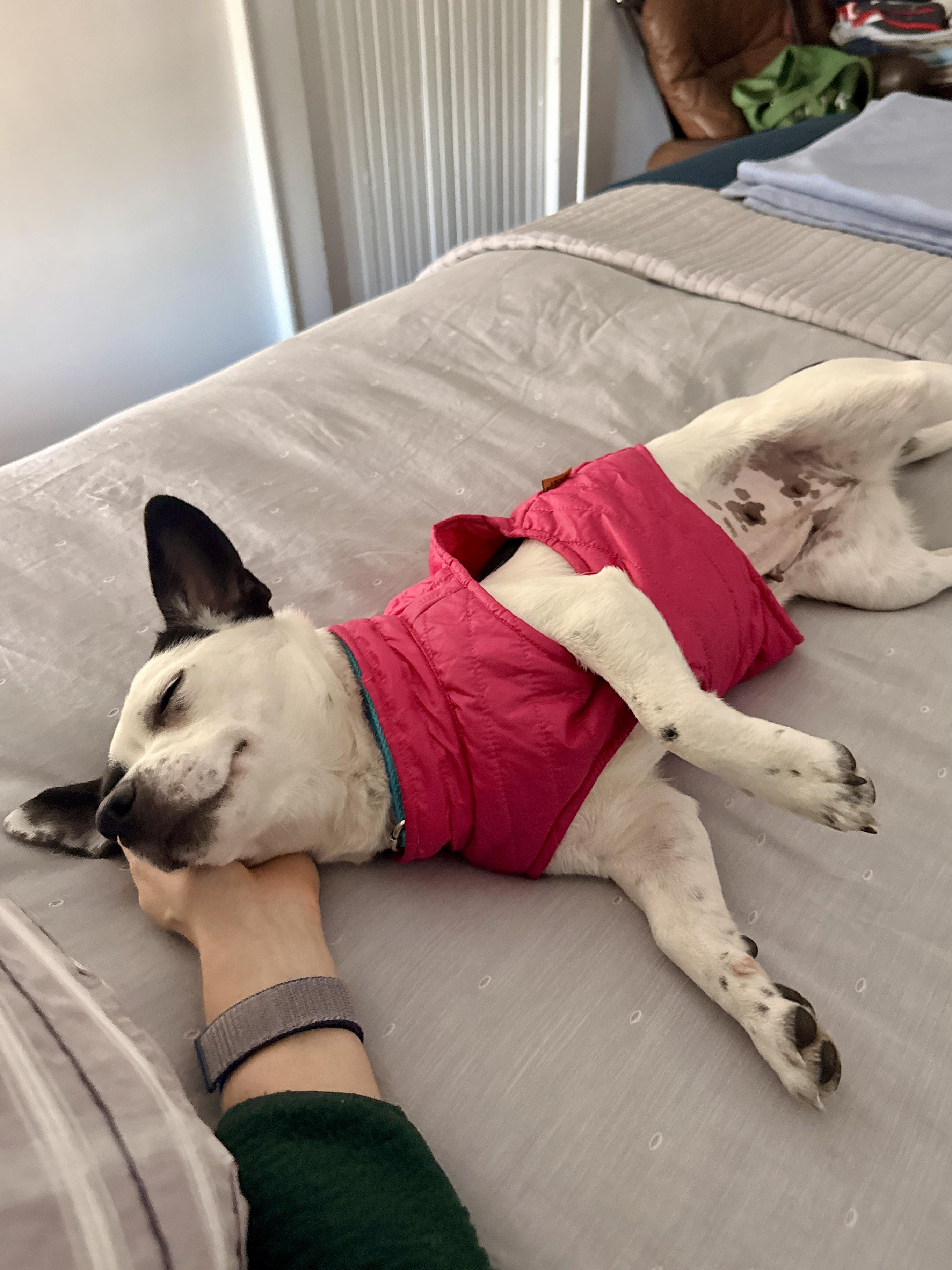 Enlarge Citrine, an adoptable mixed breed in Yonkers, NY image 2/6