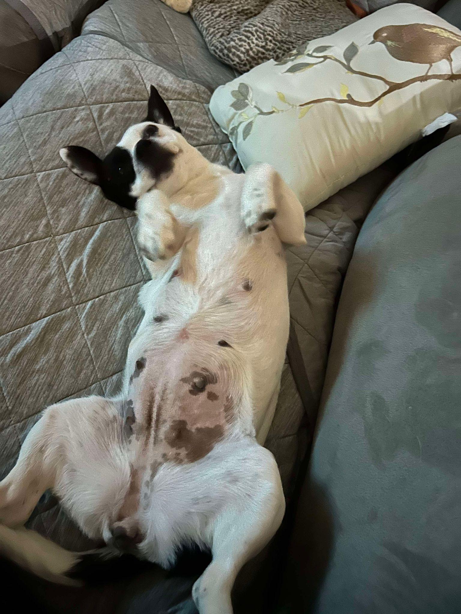 Enlarge Citrine, a Adoptable mixed breed in Yonkers, NY image 6/6