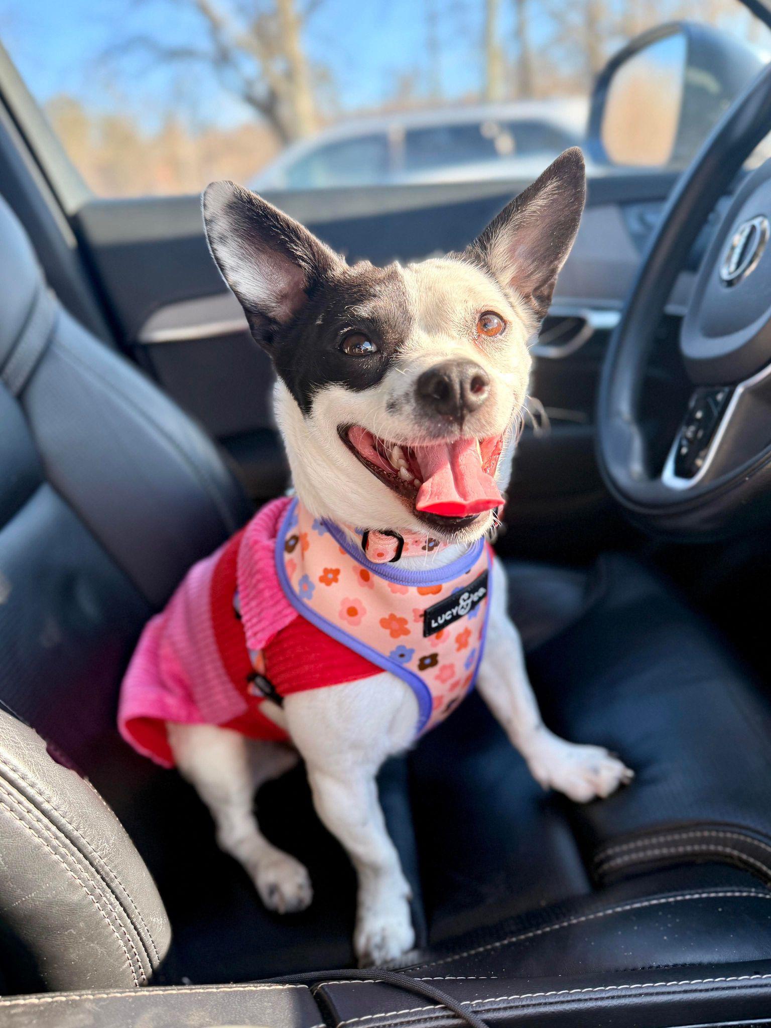 Citrine, Adoptable, Young Female Chihuahua & Mixed Breed.