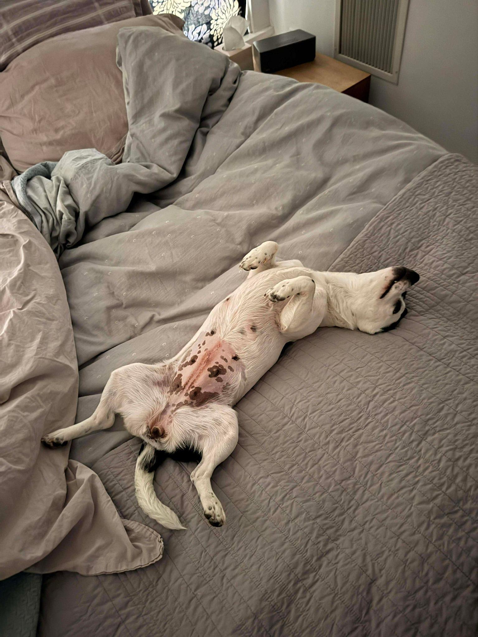 Enlarge Citrine, a Adoptable mixed breed in Yonkers, NY image 5/6