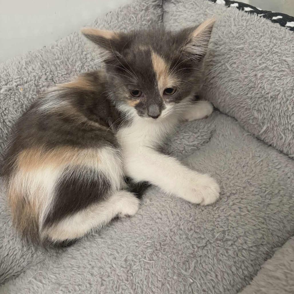 Enlarge Blanche, a Adoptable Domestic Short Hair in Toledo, OH image 1/2