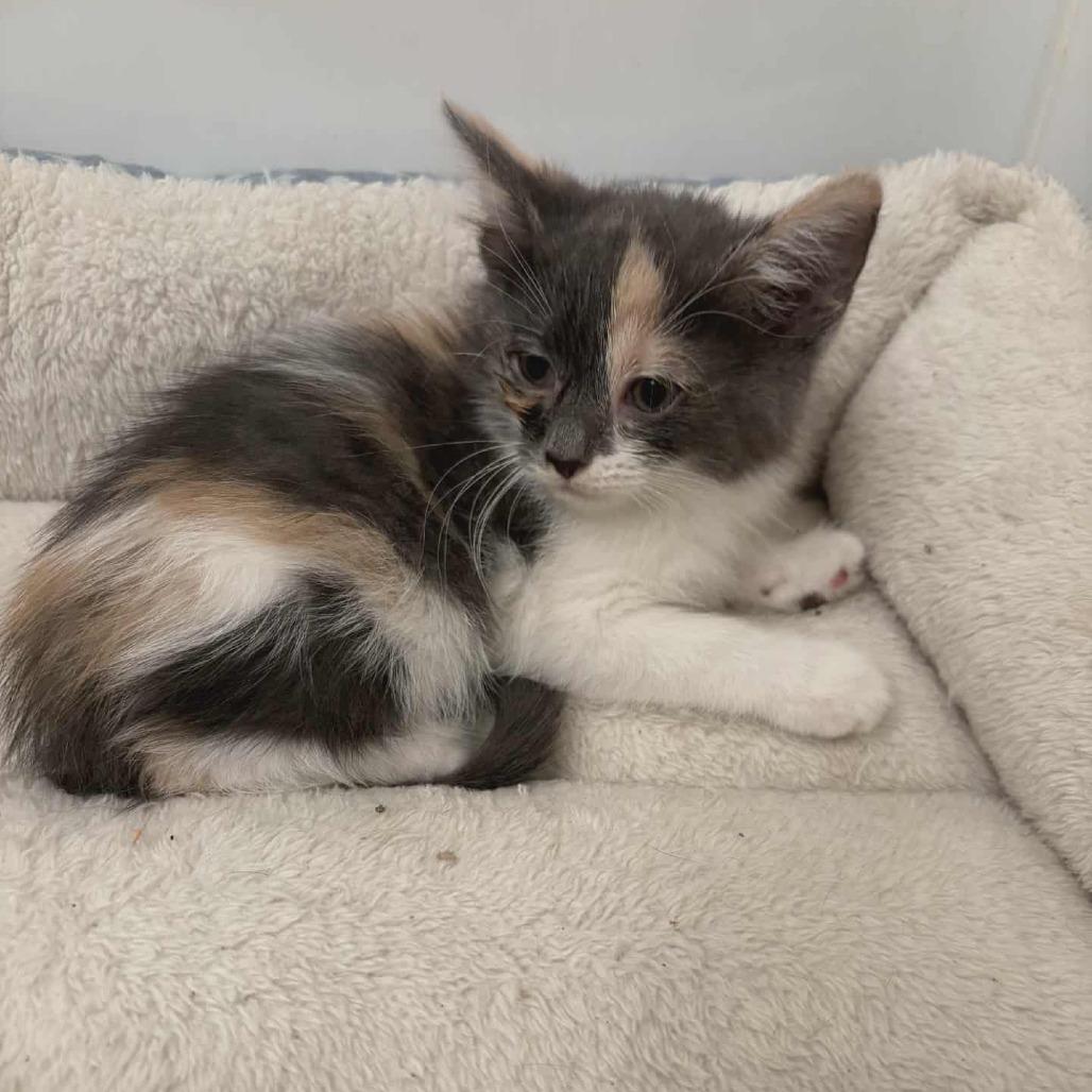 Enlarge Blanche, a Adoptable Domestic Short Hair in Toledo, OH image 2/2