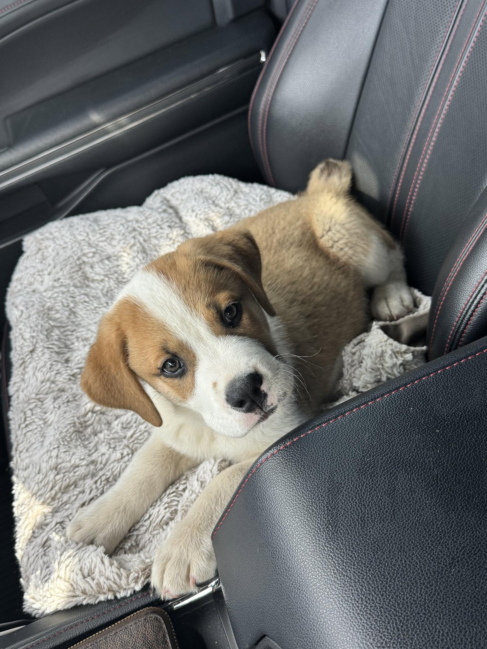 Milo, Adopted, Puppy Male Saint Bernard & Great Pyrenees.
