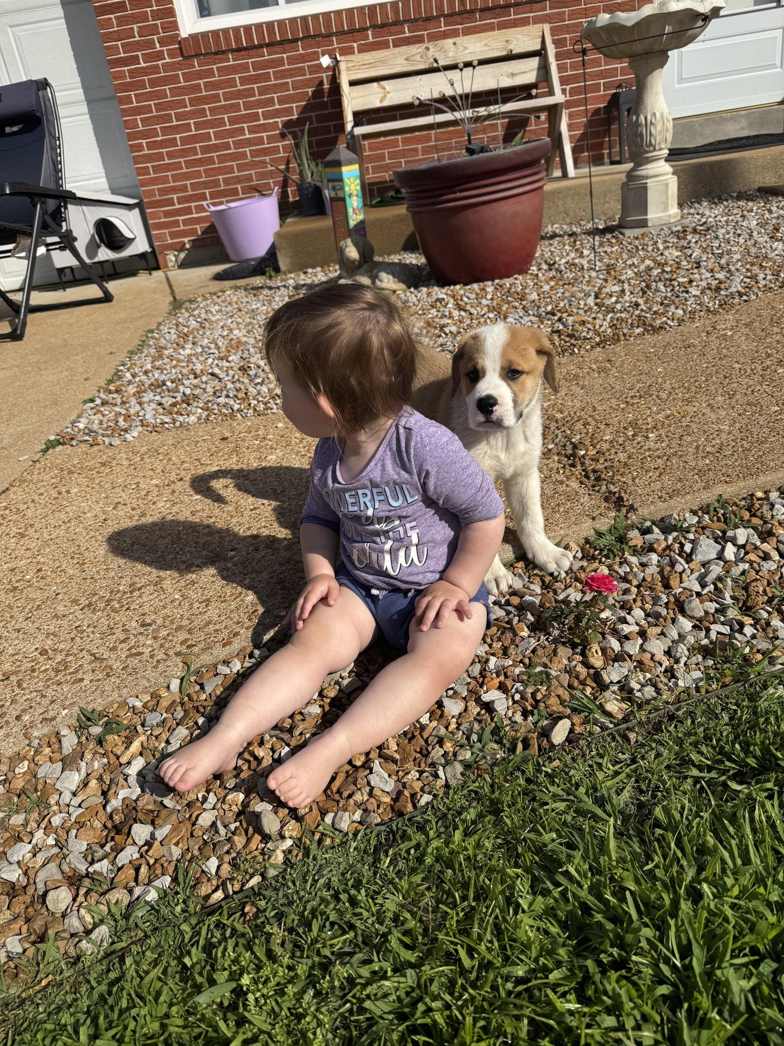 Enlarge Milo, a Adopted mixed breed in Fenton, MO image 2/3