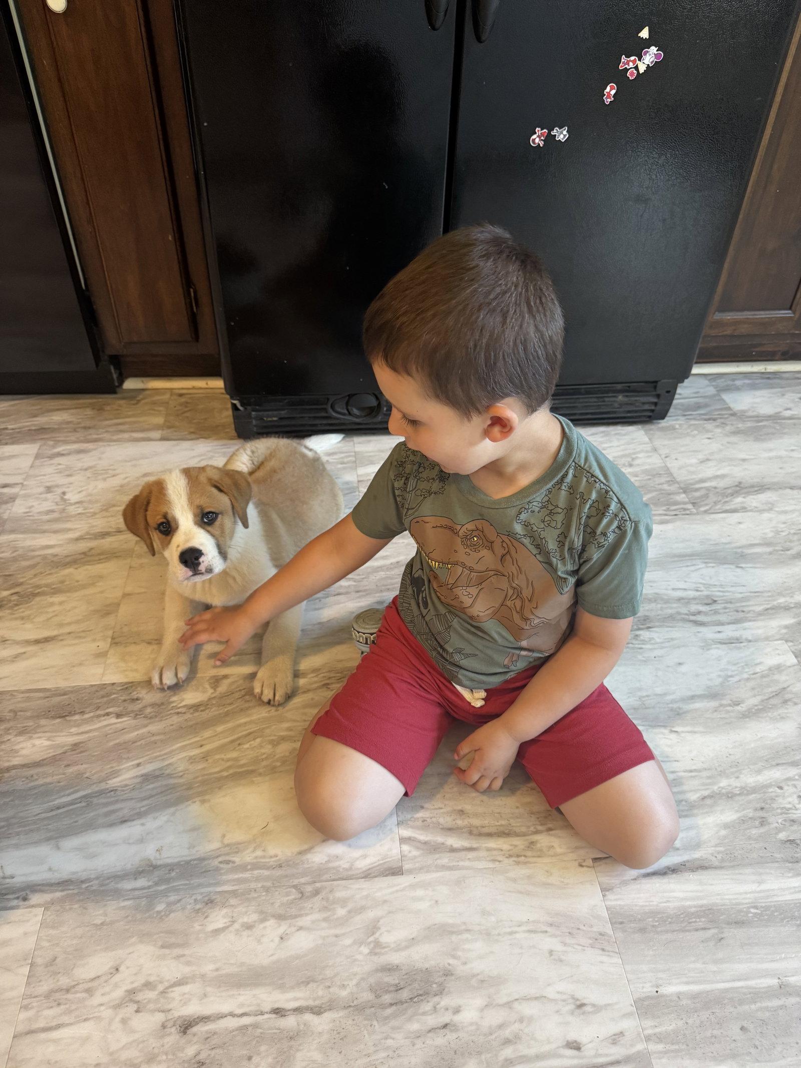 Enlarge Milo, a Adopted mixed breed in Fenton, MO image 3/3