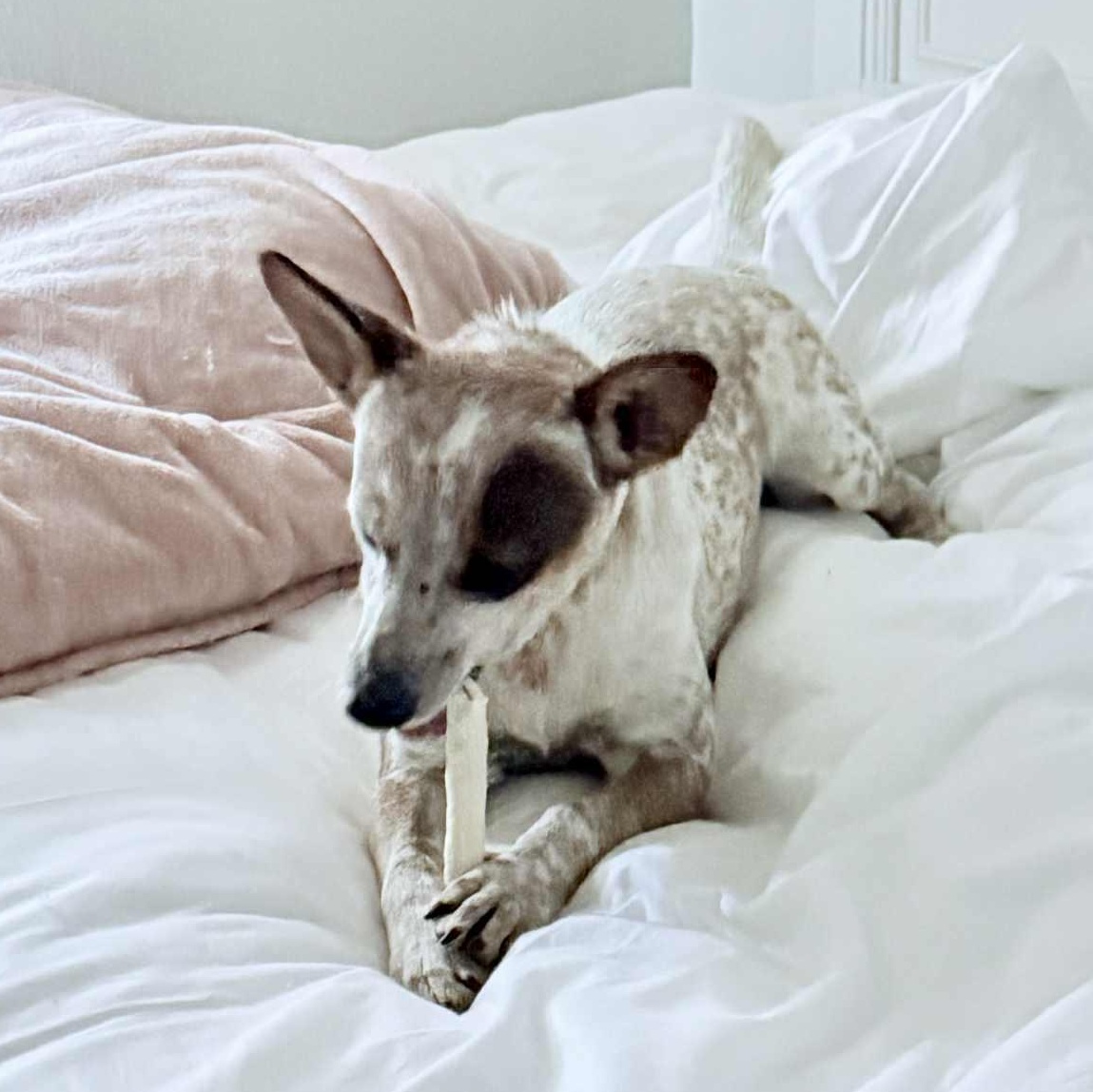 Pepe, Young Male Cattle Dog