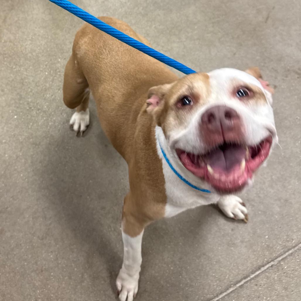 Hashbrown, Adoptable, Senior Female Mixed Breed & Pit Bull Terrier.