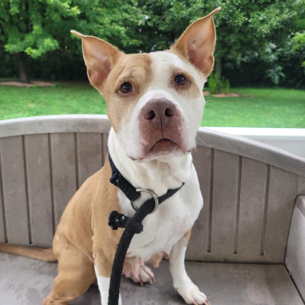 Hashbrown, a Adoptable mixed breed in York, PA image 2/6