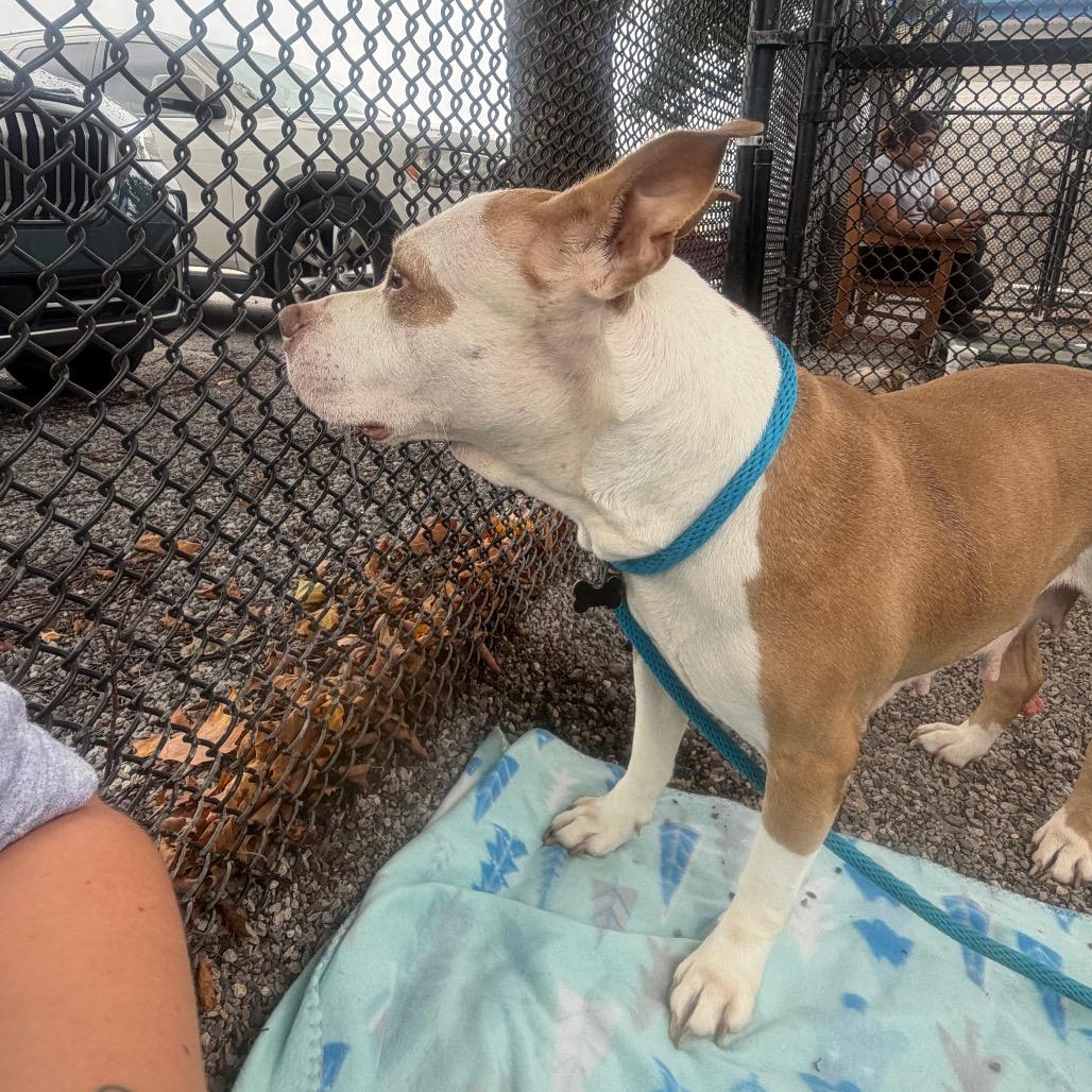 Hashbrown, a Adoptable mixed breed in York, PA image 3/6