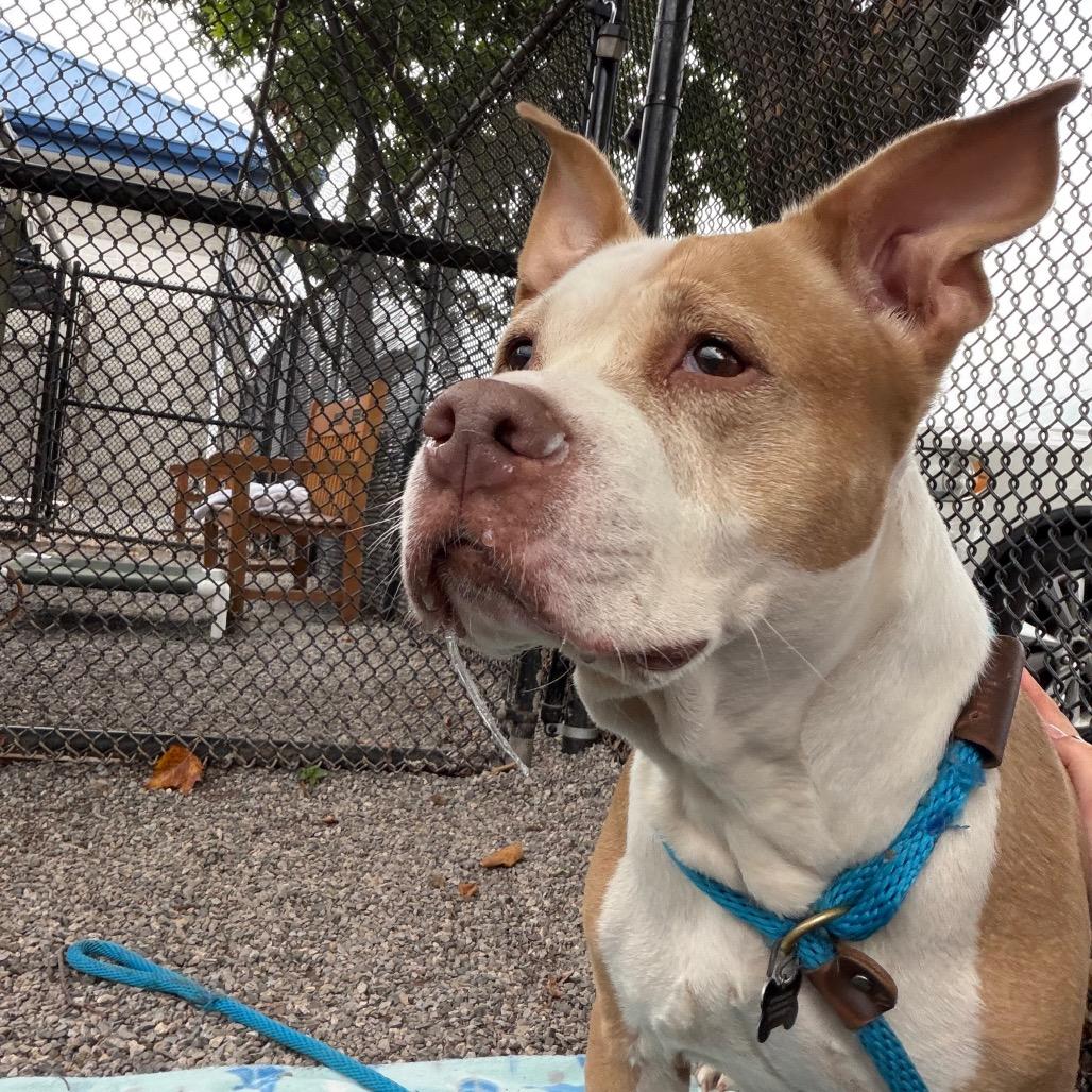 Hashbrown, a Adoptable mixed breed in York, PA image 5/6