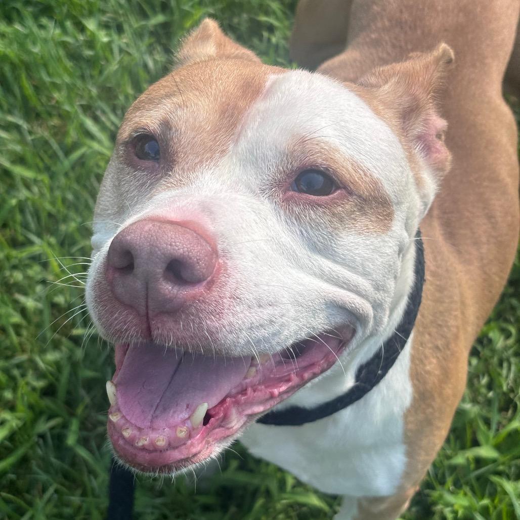 Hashbrown, a Adoptable mixed breed in York, PA image 6/6
