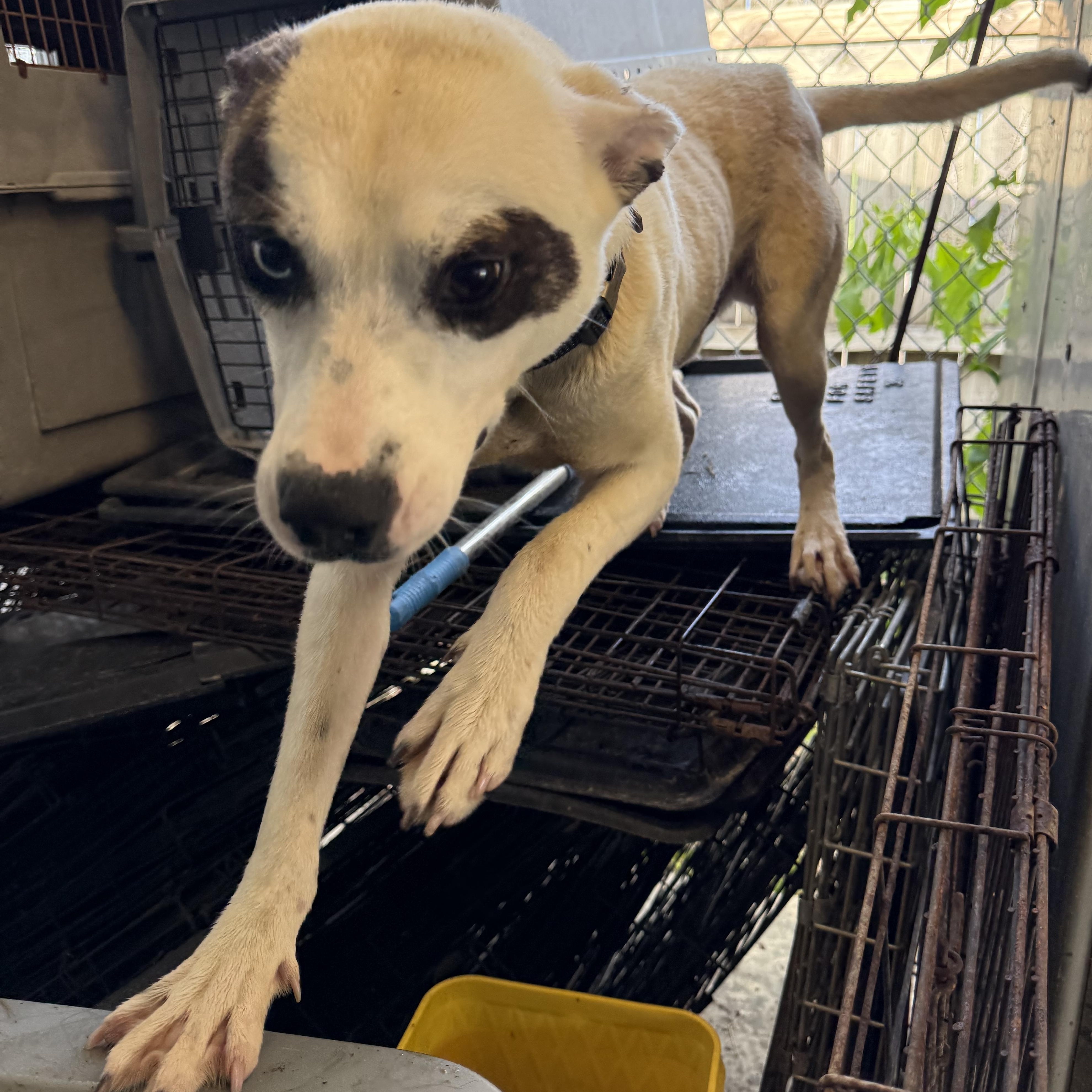 Comet, a ADOPTABLE mixed breed in Lewisburg, TN image 2/2