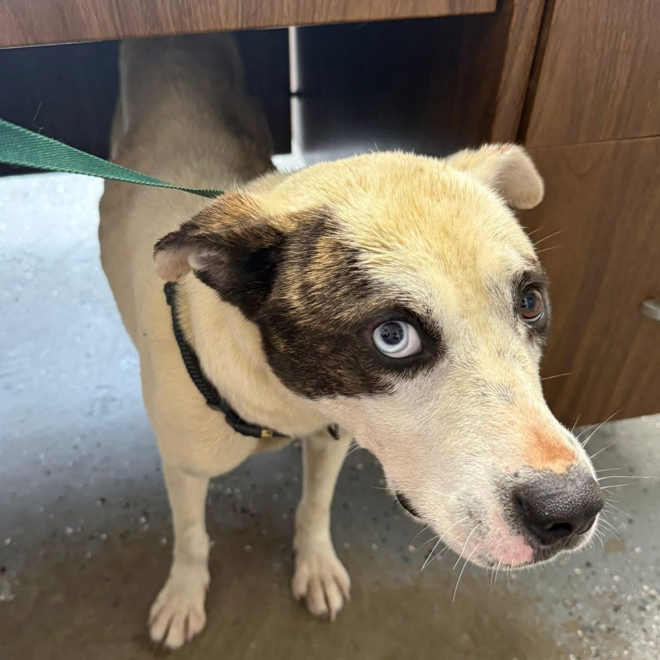 Comet, ADOPTABLE, Young Male Australian Shepherd.