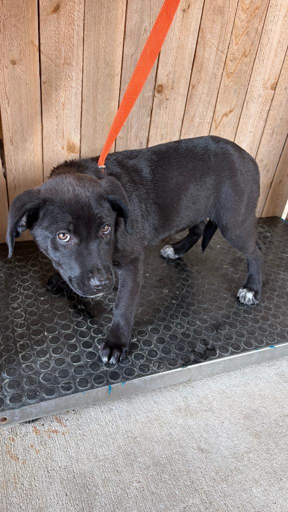 Mercedes, Adoptable, Puppy Female Black Labrador Retriever.