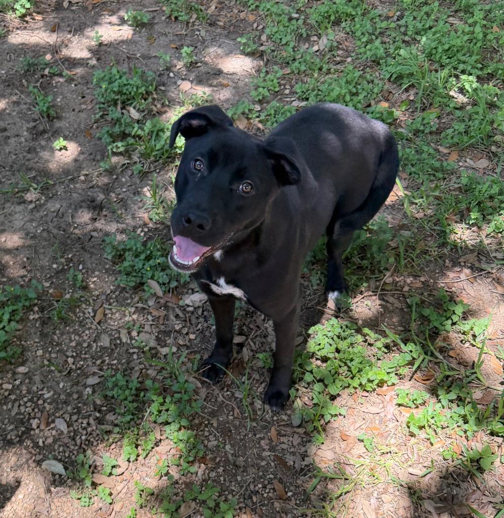 Enlarge Mercedes, a Adoptable Black Labrador Retriever in Missouri City, TX image 2/2