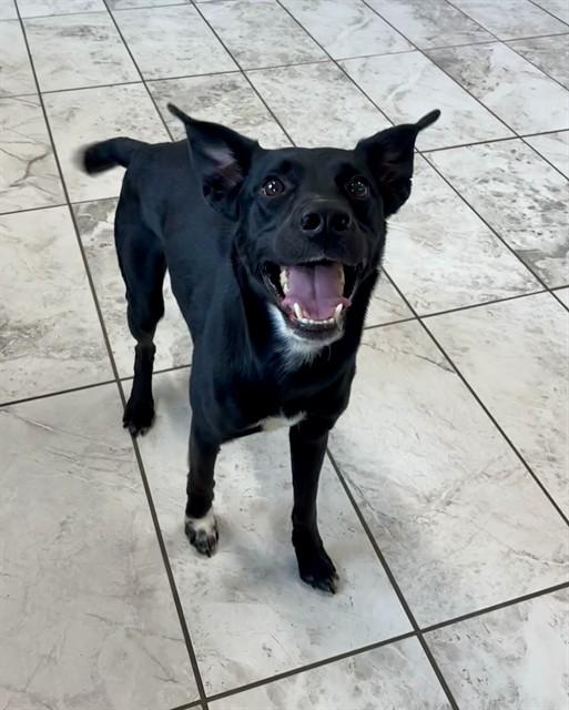 BRUNO, Adoptable, Young Male Labrador Retriever & Mixed Breed.