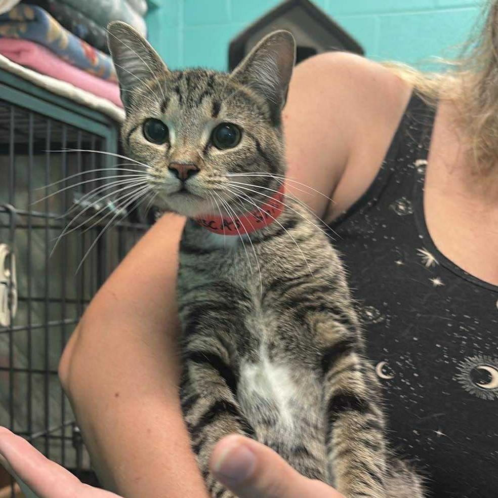 Enlarge Snickers, a Adoptable Domestic Short Hair image 1/1