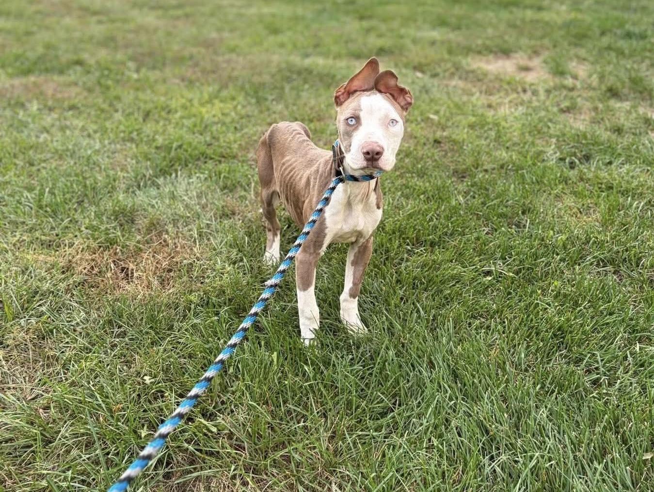 Enlarge Halo, a Adopted mixed breed in Jackson , NJ image 2/3