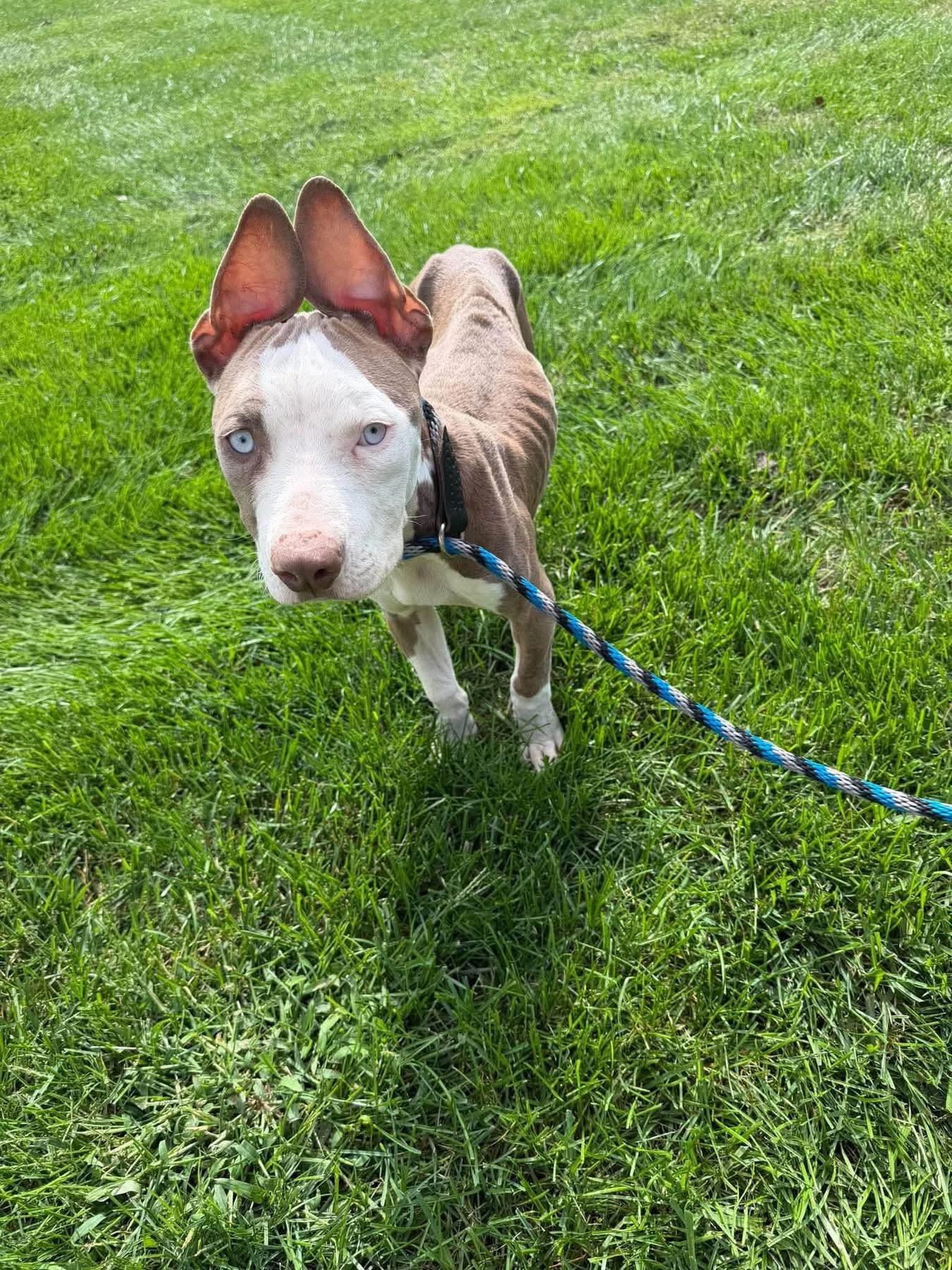 Enlarge Halo, a Adopted mixed breed in Jackson , NJ image 3/3
