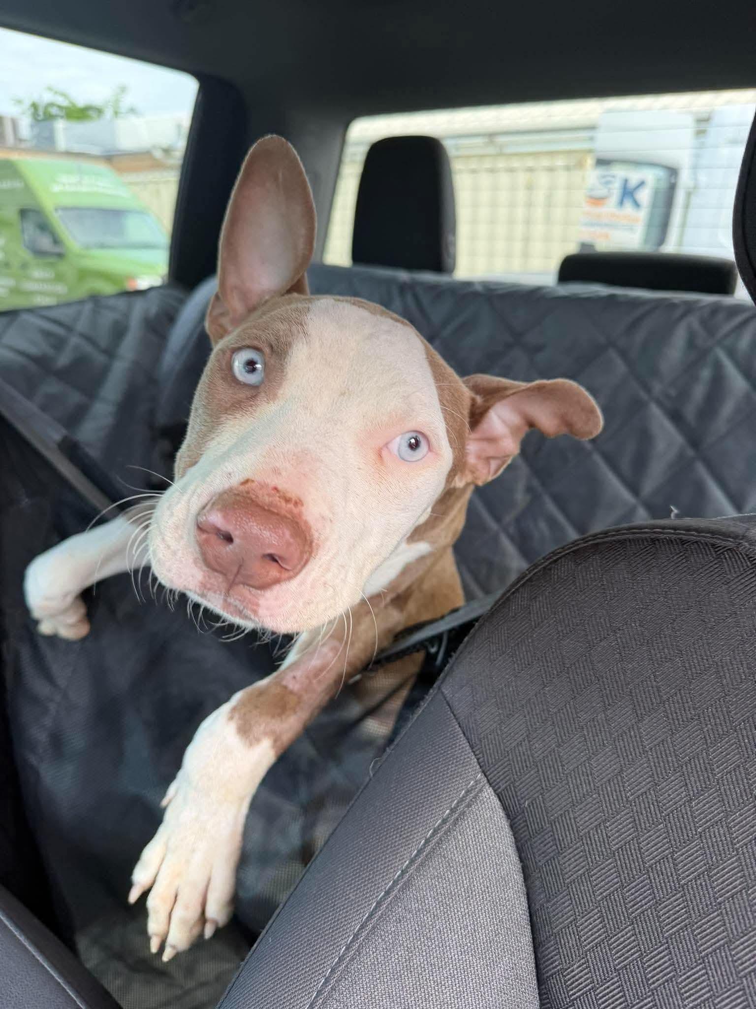 Halo, Adopted, Puppy Male Pit Bull Terrier.