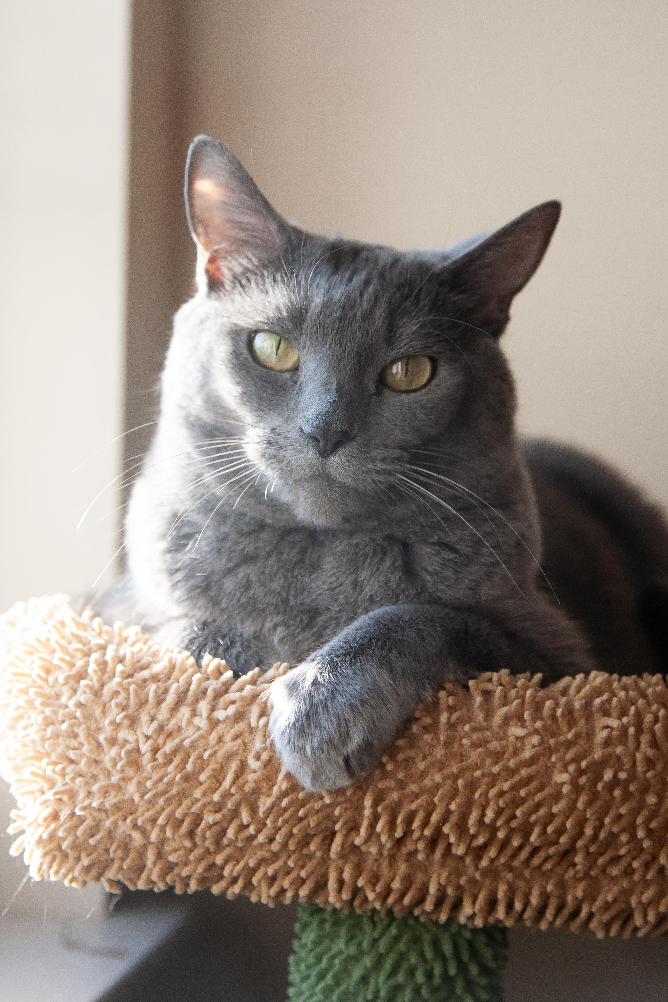 Enlarge Mollee (bonded with Gizmo), a ADOPTABLE mixed breed in Nashville, TN image 1/5