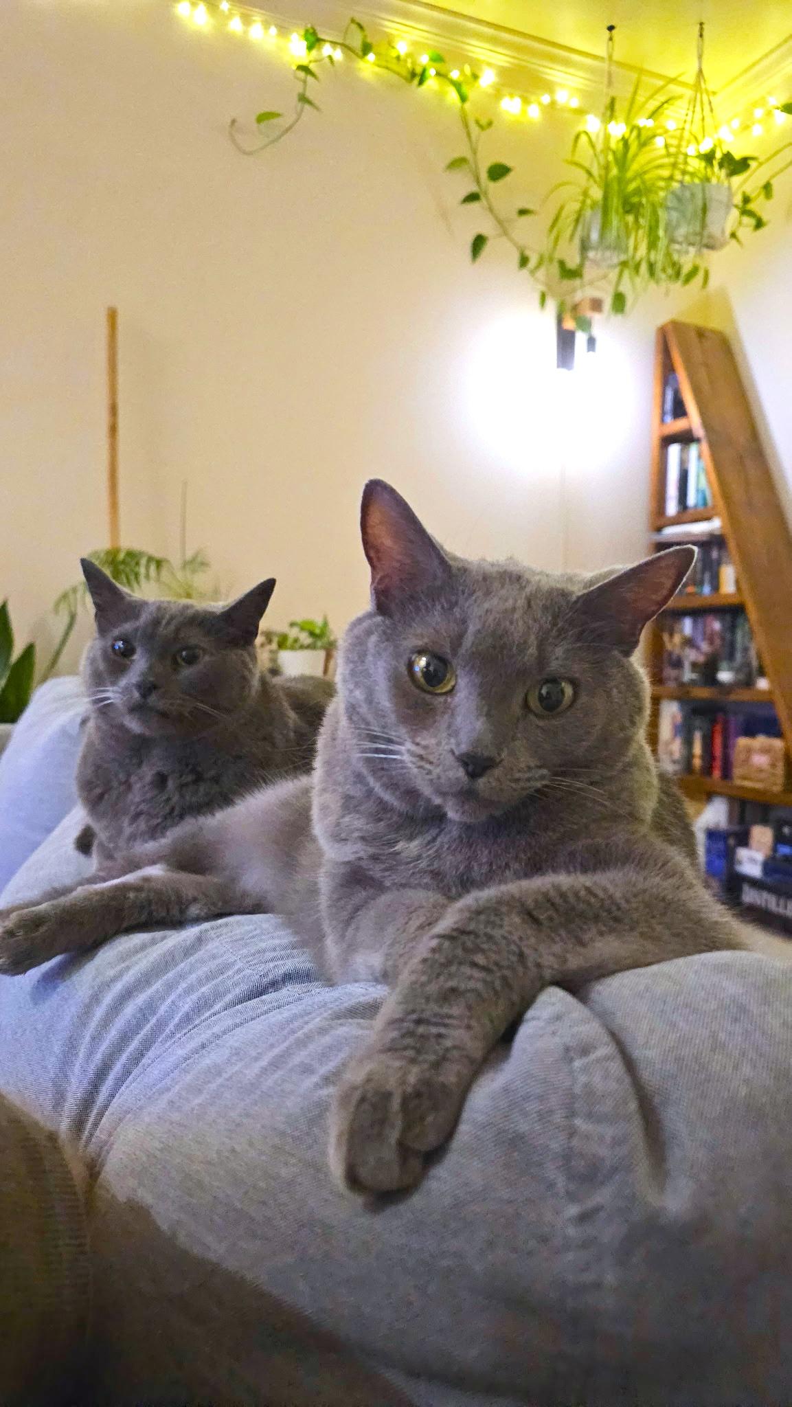 Enlarge Mollee (bonded with Gizmo), a ADOPTABLE mixed breed in Nashville, TN image 5/5