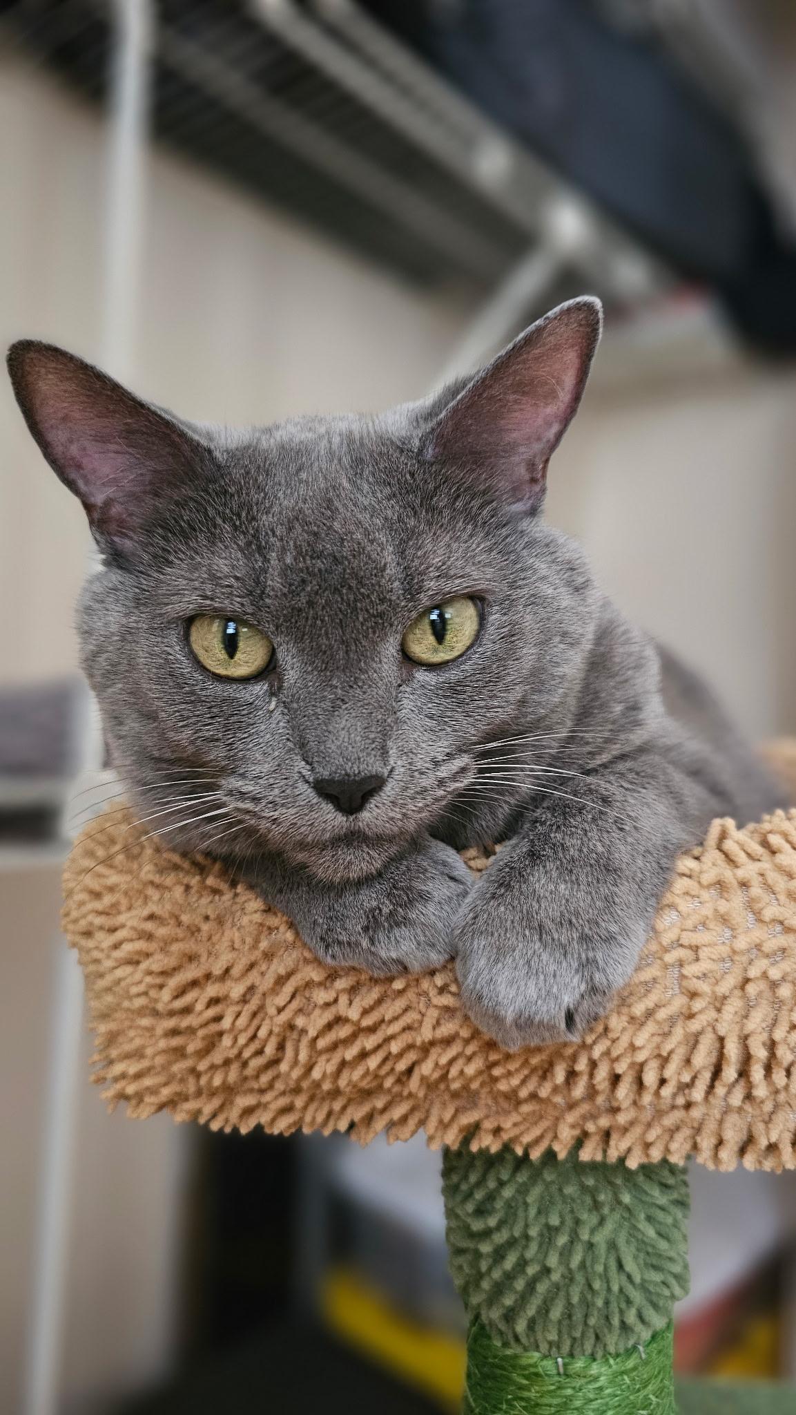 Enlarge Mollee (bonded with Gizmo), a ADOPTABLE mixed breed in Franklin, TN image 4/5