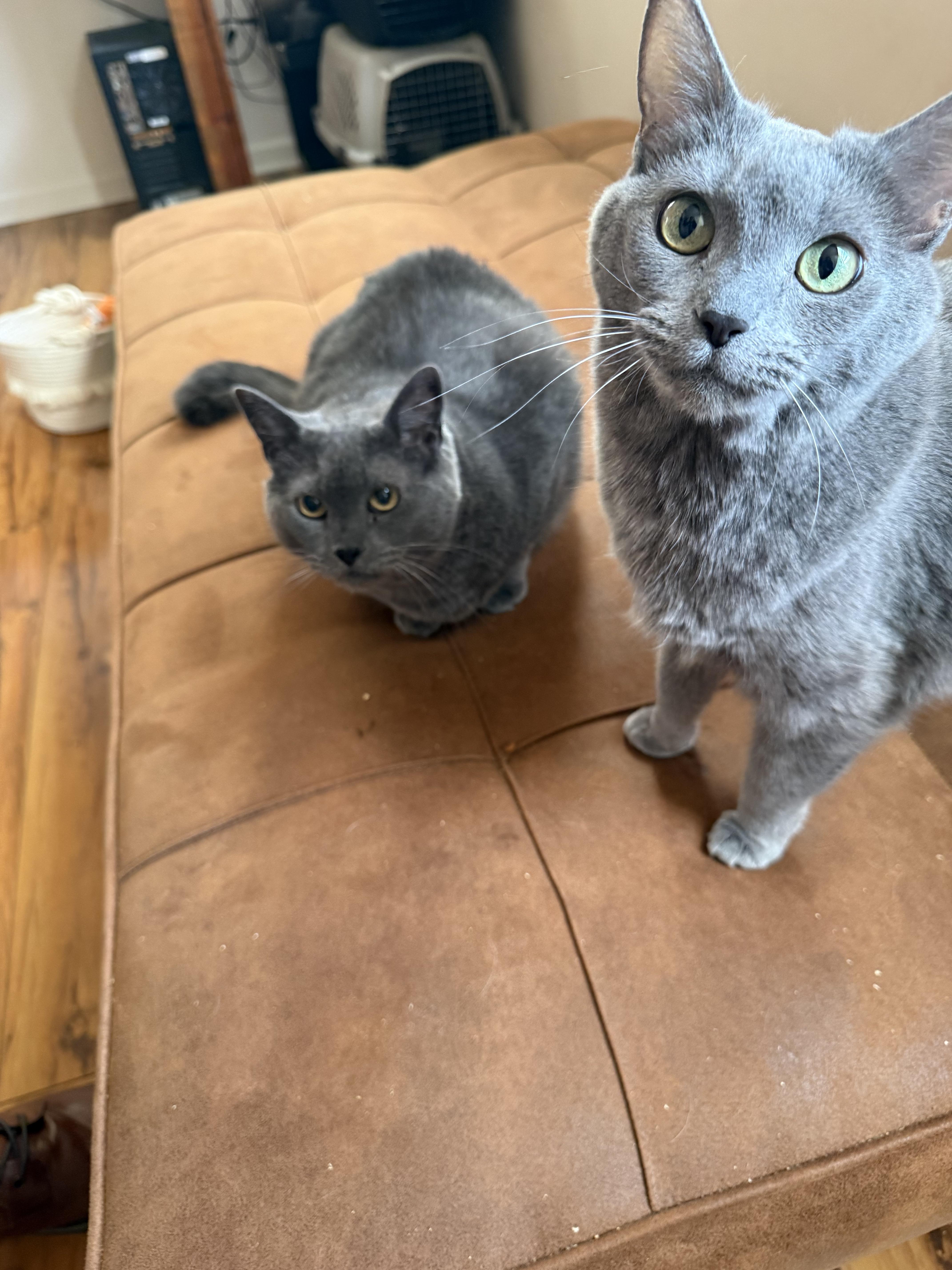 Enlarge Mollee (bonded with Gizmo), a ADOPTABLE mixed breed in Franklin, TN image 2/5