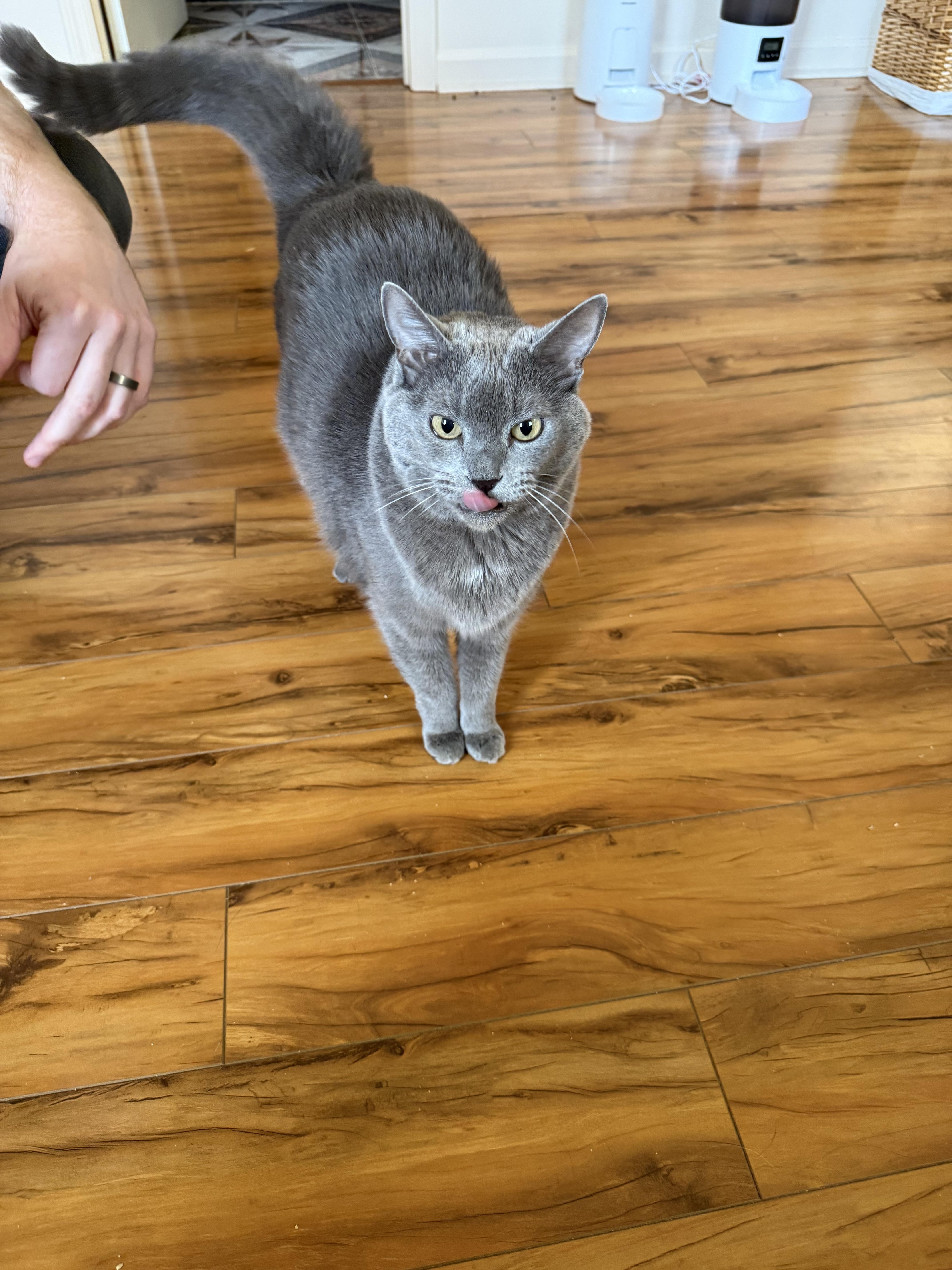 Enlarge Mollee (bonded with Gizmo), a ADOPTABLE mixed breed in Franklin, TN image 3/5