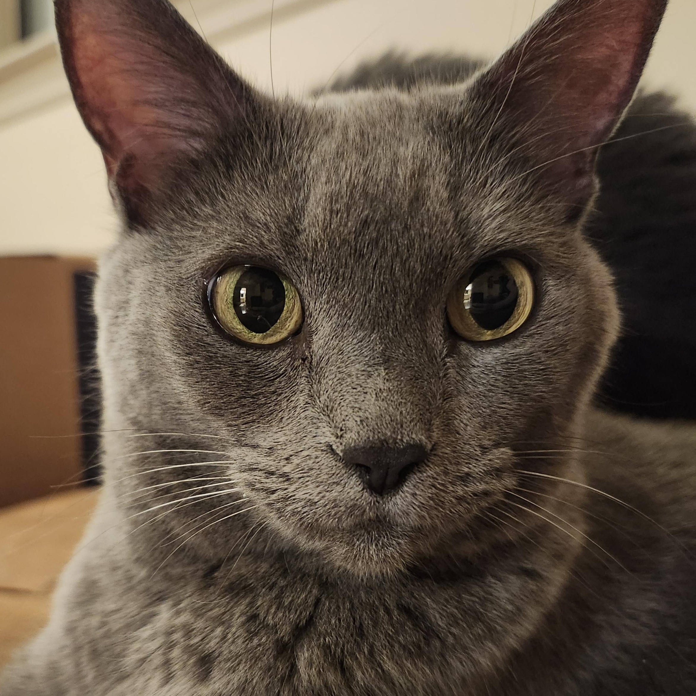 Mollee (bonded with Gizmo), ADOPTABLE, Adult Female Domestic Short Hair.