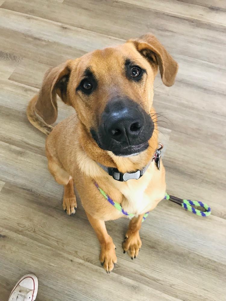 Enlarge Howdy, a Adoptable mixed breed in San Antonio, TX image 1/5