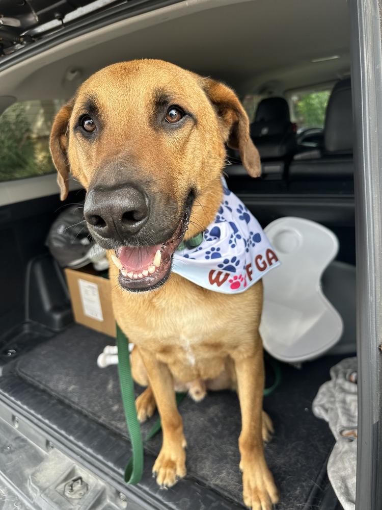 Enlarge Howdy, a Adoptable mixed breed in San Antonio, TX image 2/5