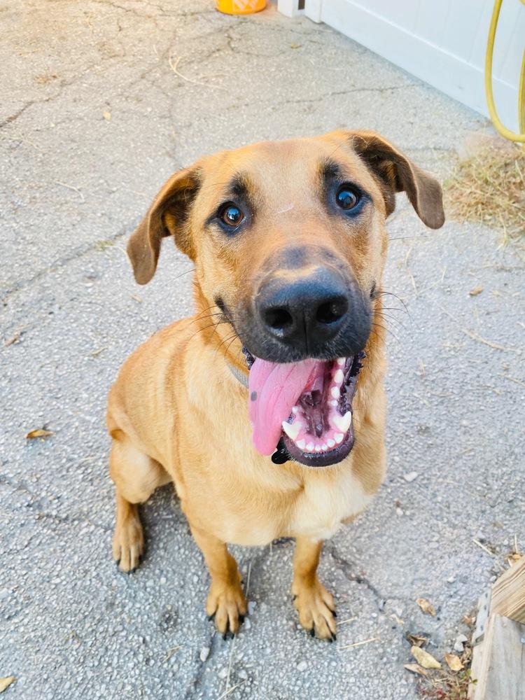 Enlarge Howdy, a Adoptable mixed breed in San Antonio, TX image 3/5