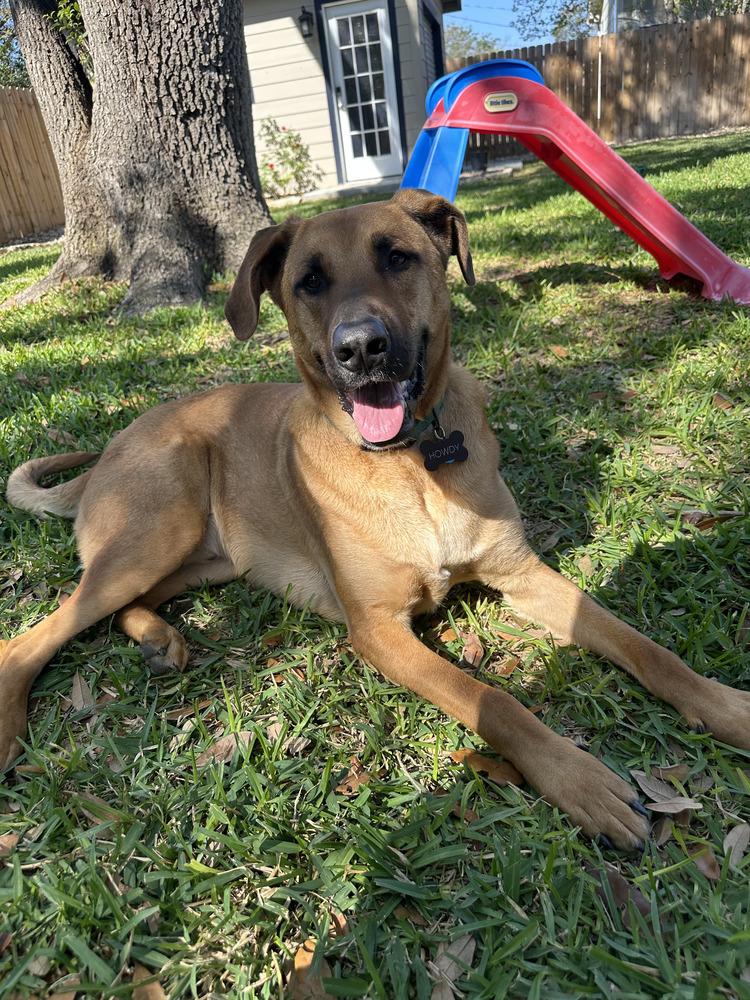 Enlarge Howdy, a Adoptable mixed breed in San Antonio, TX image 4/5
